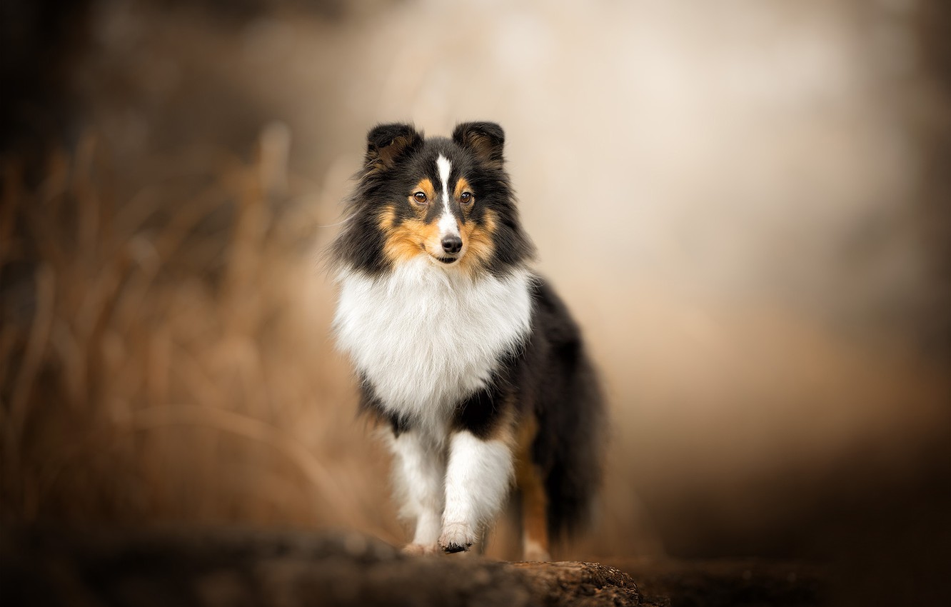 Shetland Sheepdog Wallpapers