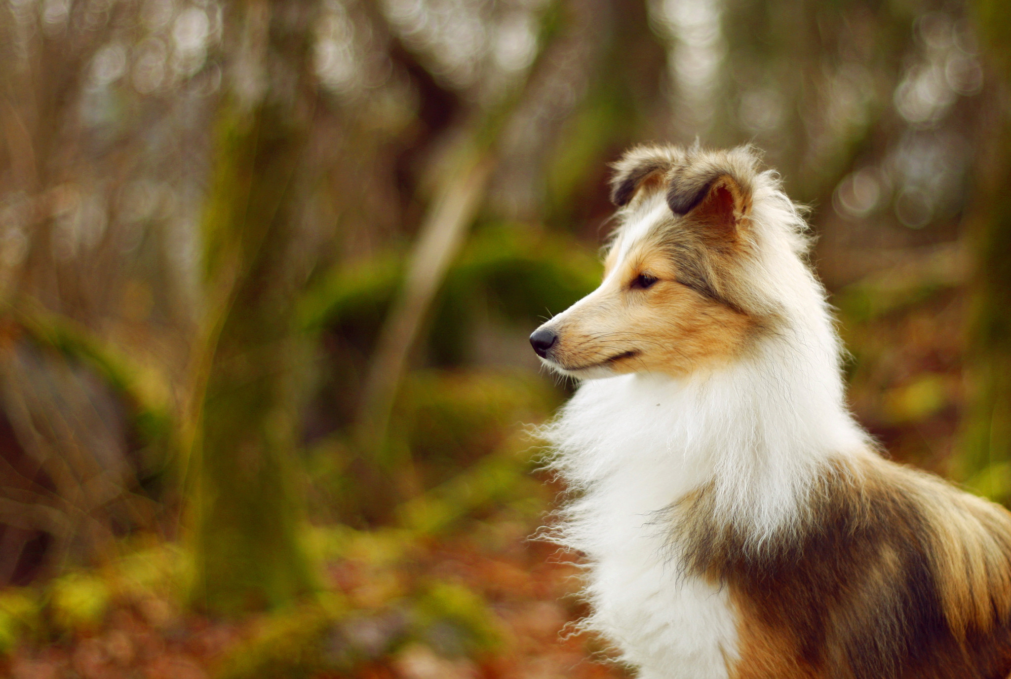 Shetland Sheepdog Wallpapers