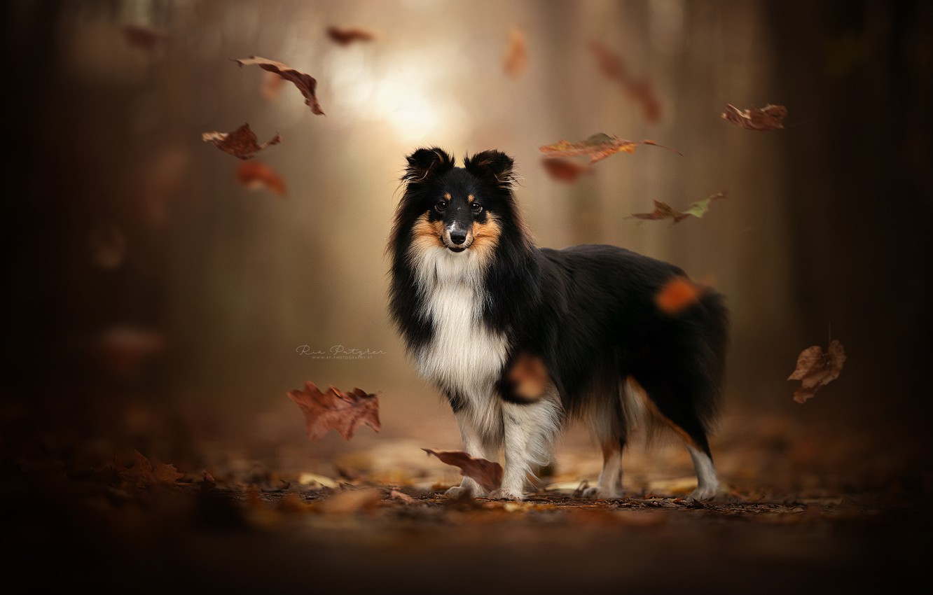 Shetland Sheepdog Wallpapers