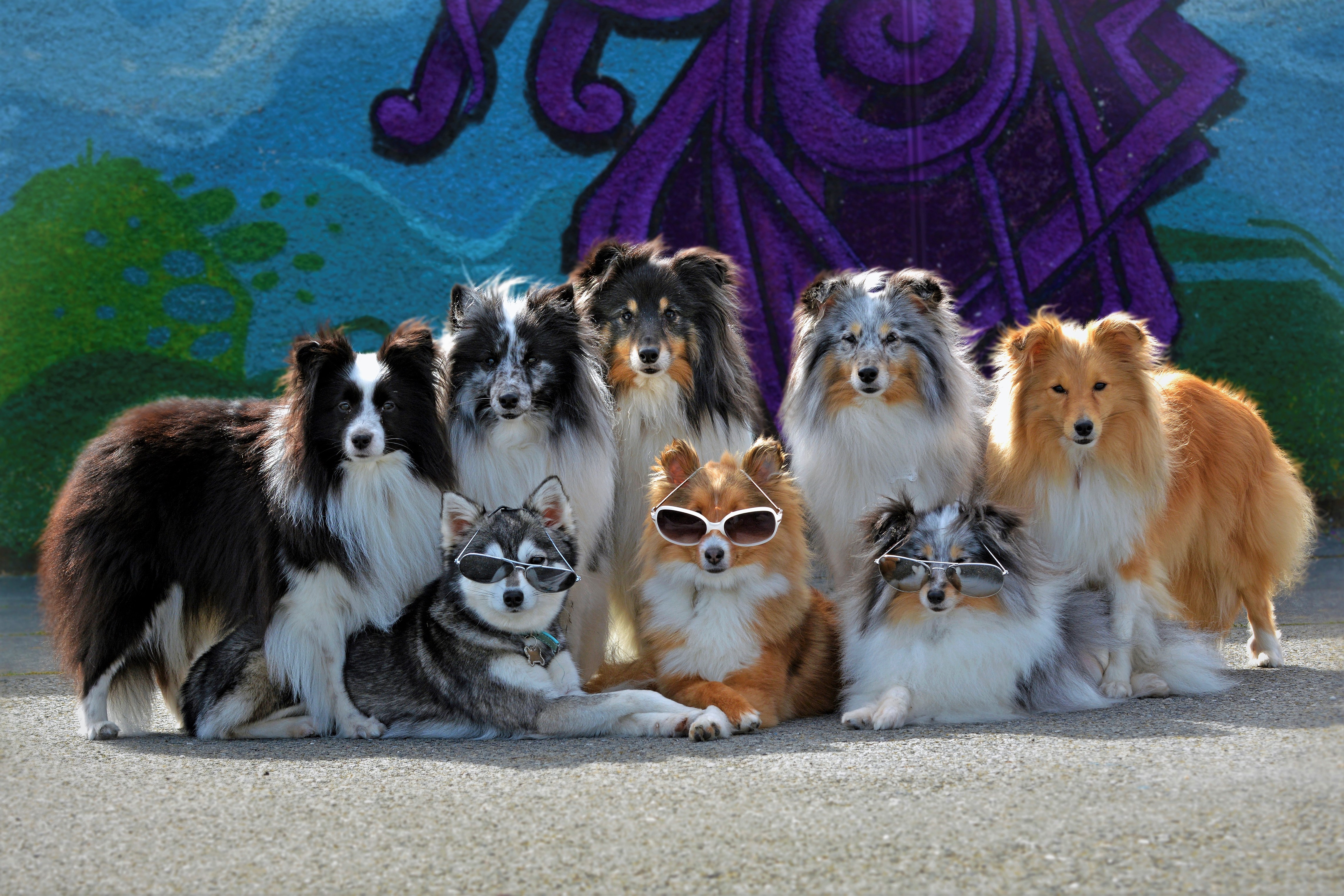 Shetland Sheepdog Wallpapers