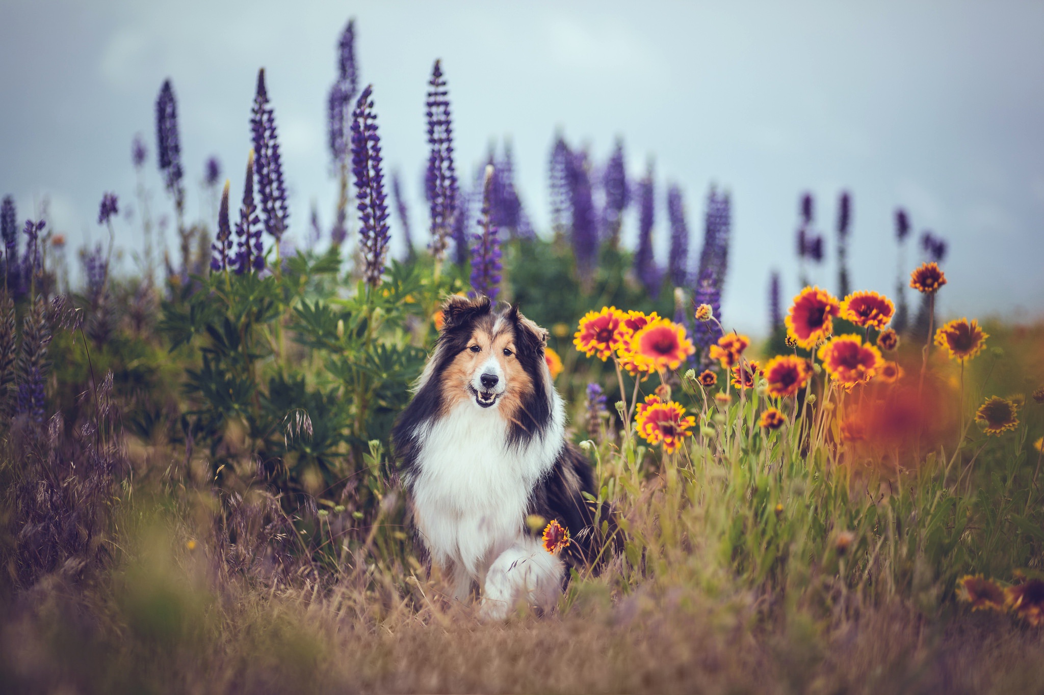 Shetland Sheepdog Wallpapers