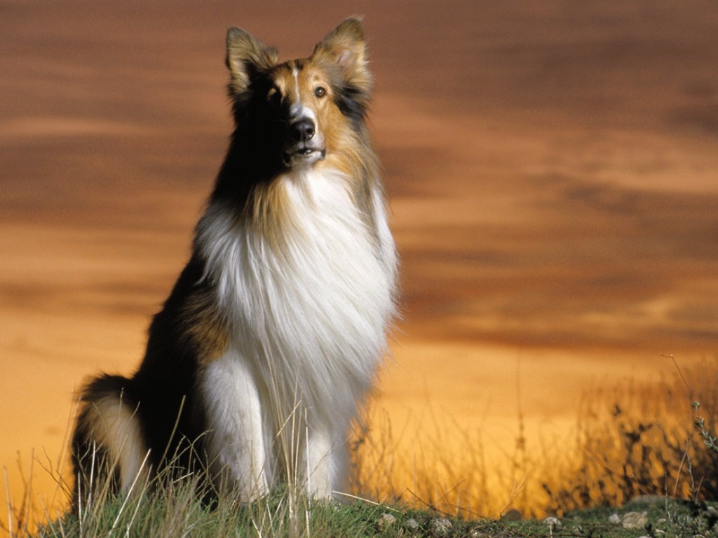 Shetland Sheepdog Wallpapers