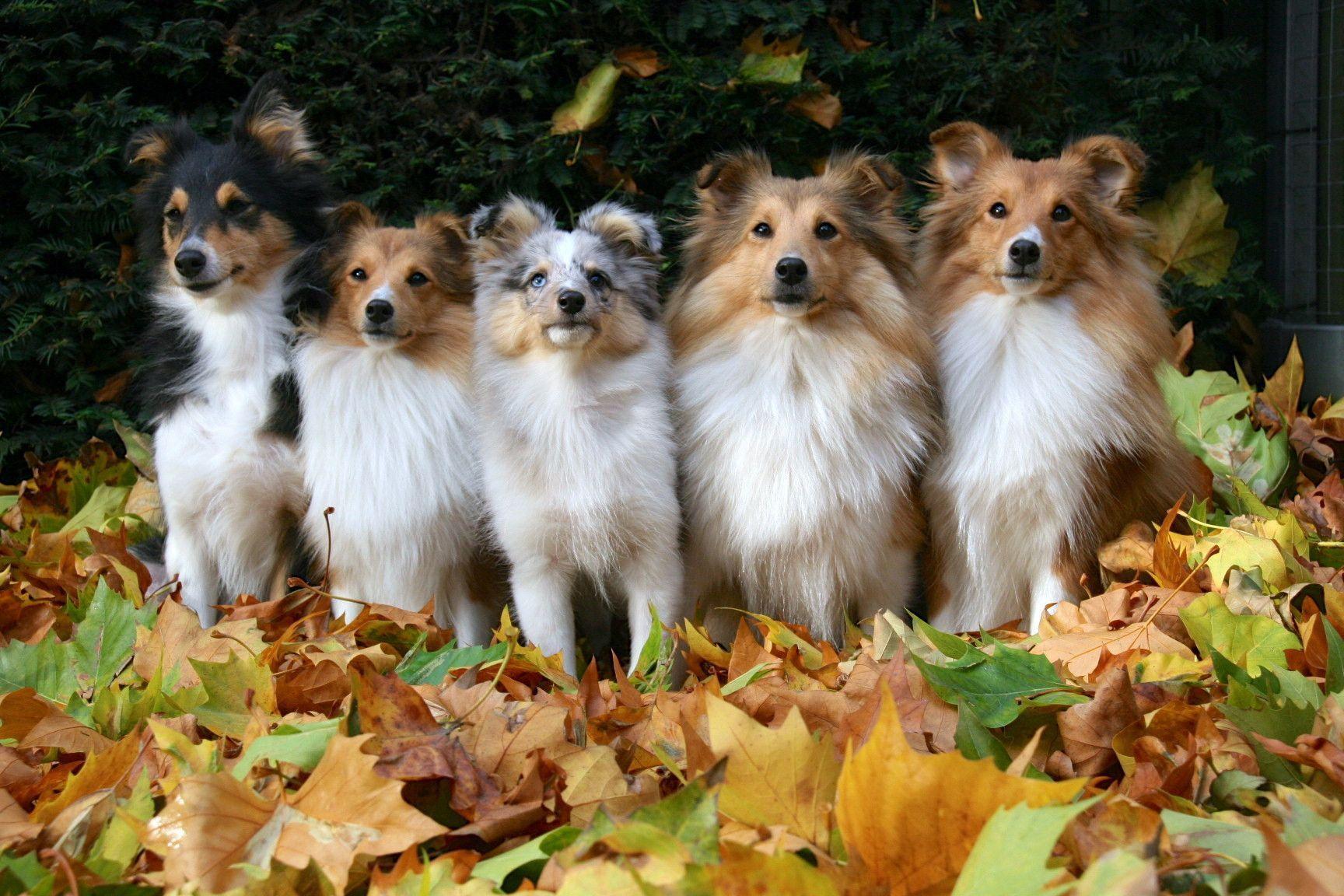 Shetland Sheepdog Wallpapers