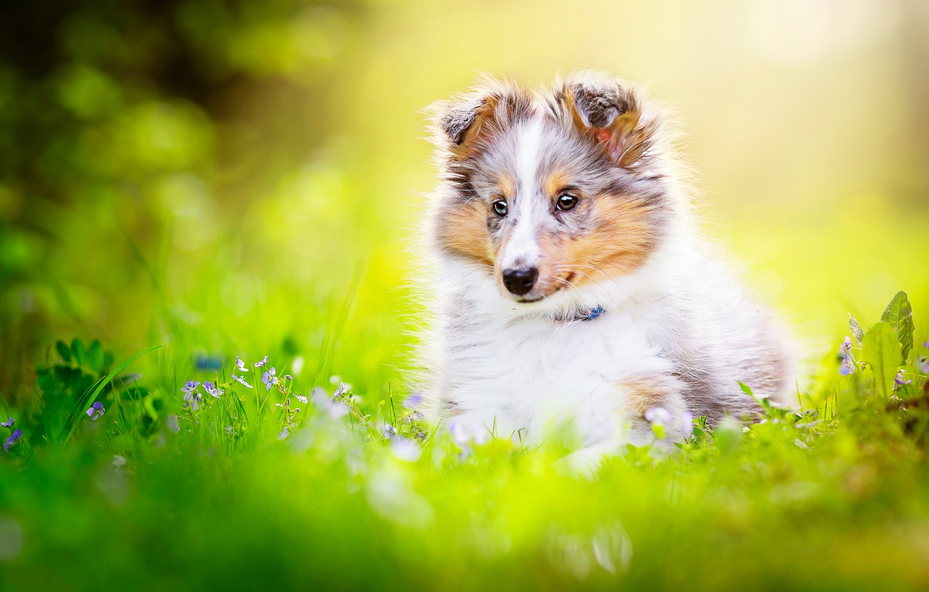 Shetland Sheepdog Wallpapers