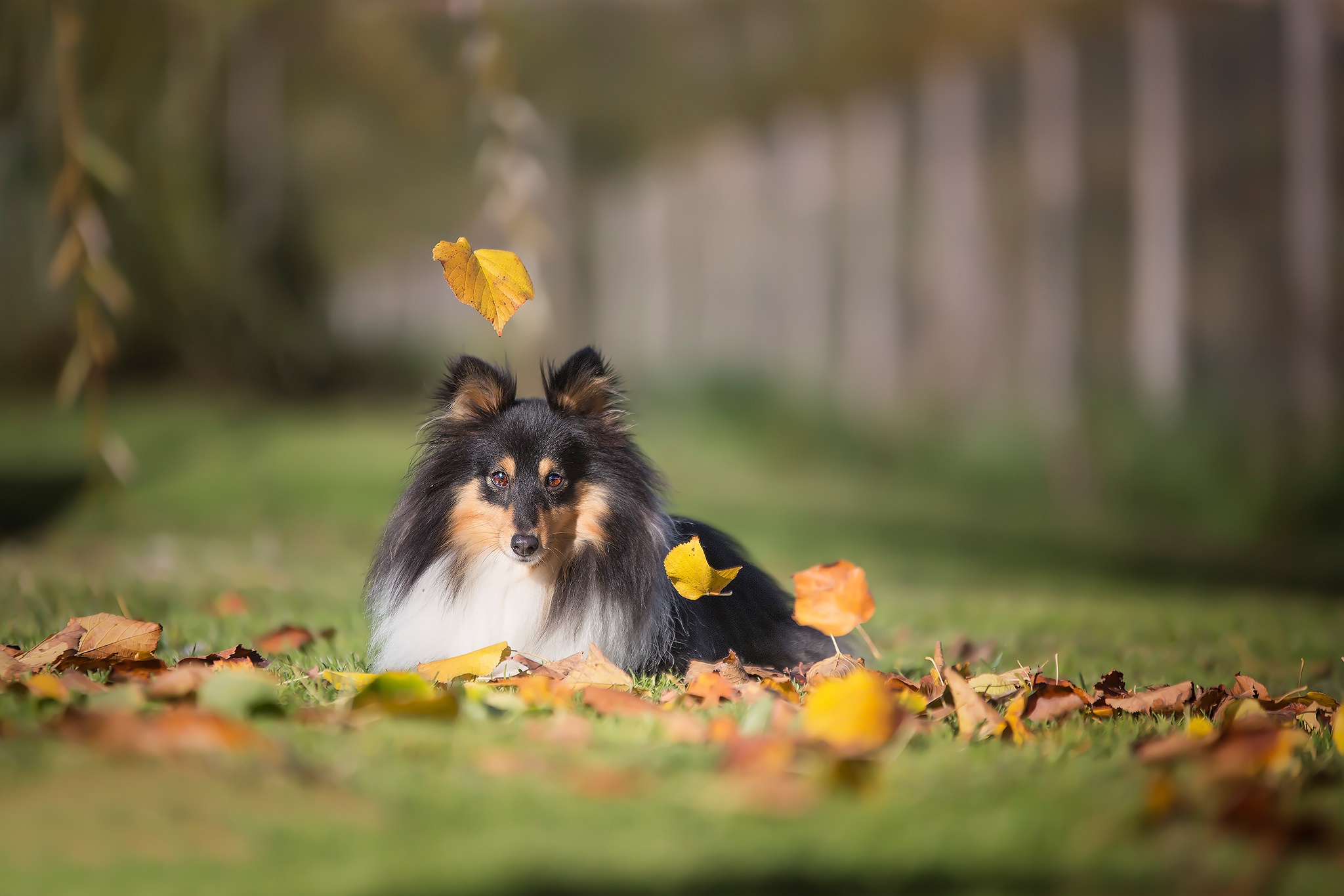 Shetland Sheepdog Wallpapers