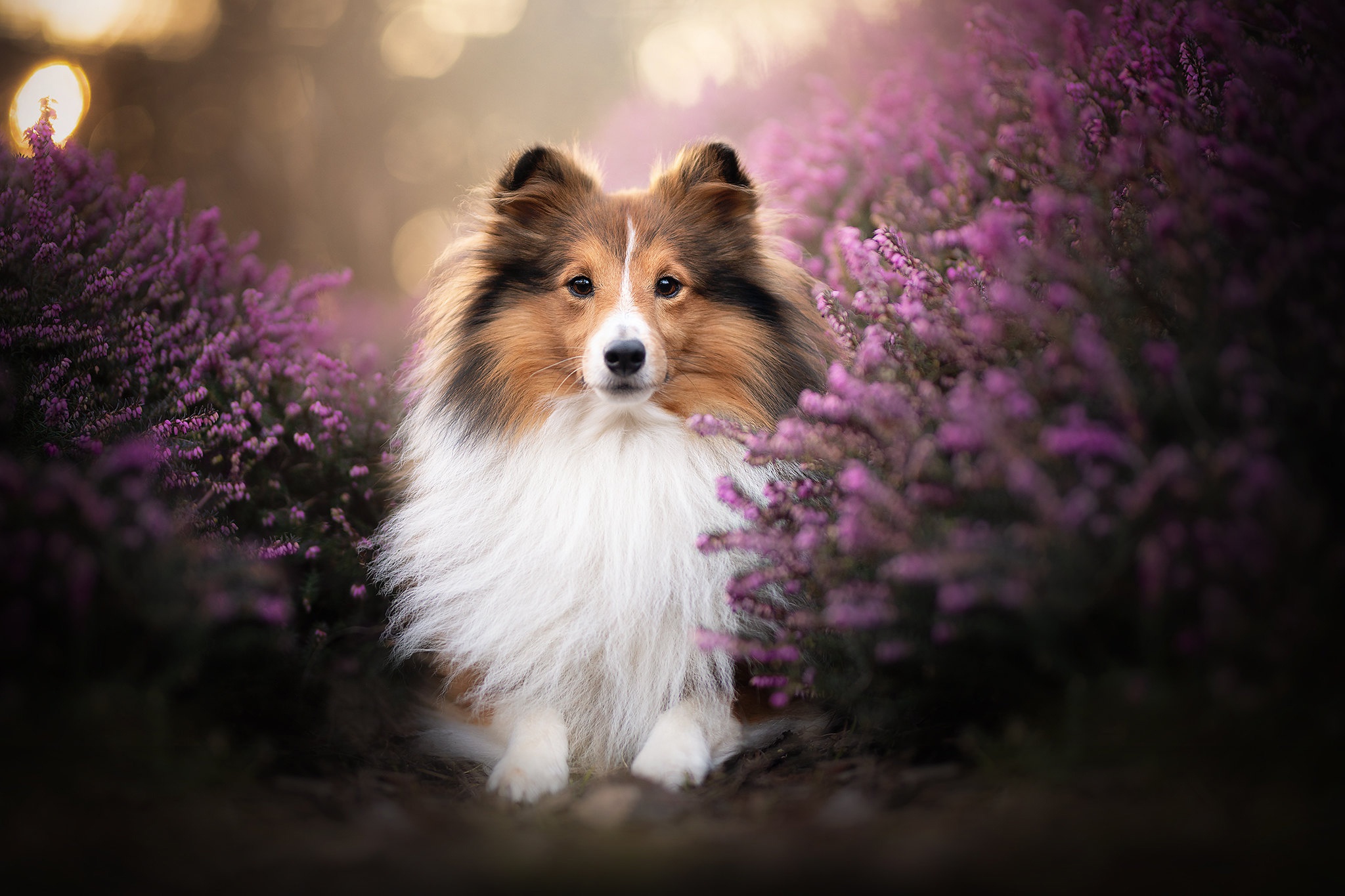 Shetland Sheepdog Wallpapers