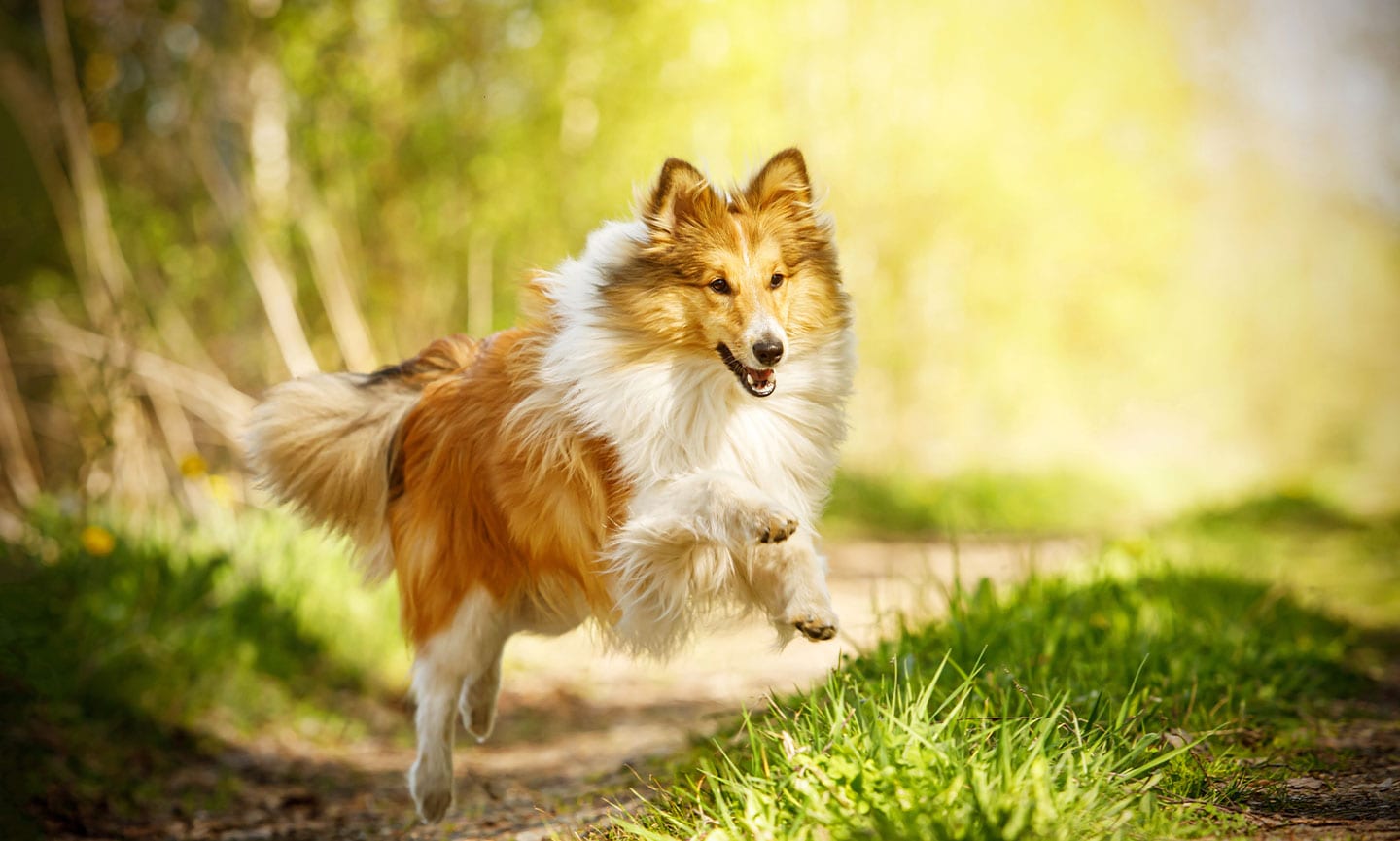 Shetland Sheepdog Wallpapers