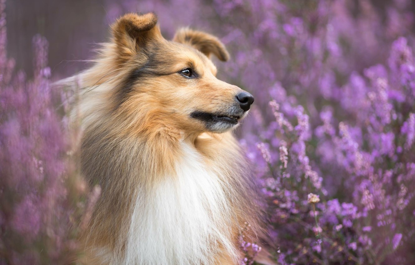 Shetland Sheepdog Wallpapers