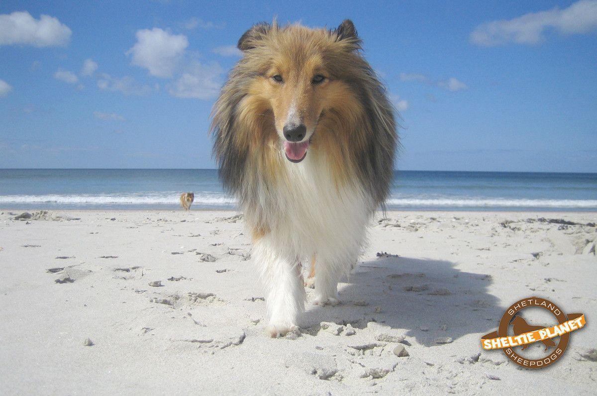 Shetland Sheepdog Wallpapers