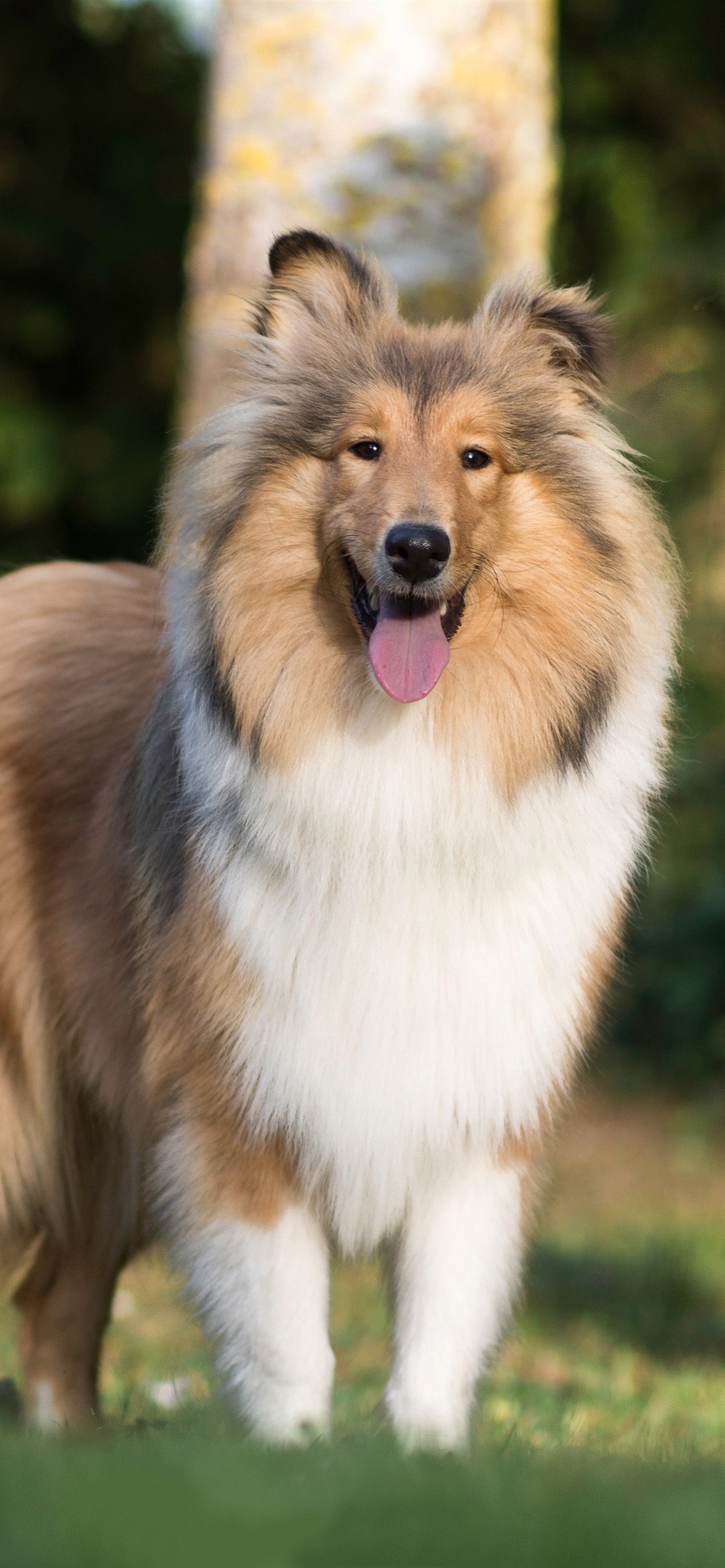 Shetland Sheepdog Wallpapers