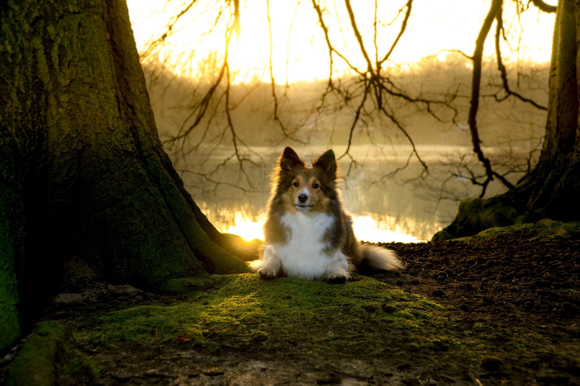 Shetland Sheepdog Wallpapers