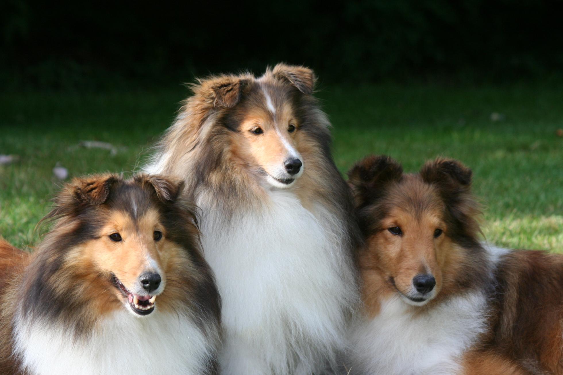 Shetland Sheepdog Wallpapers