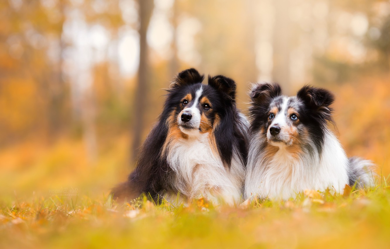 Shetland Sheepdog Wallpapers