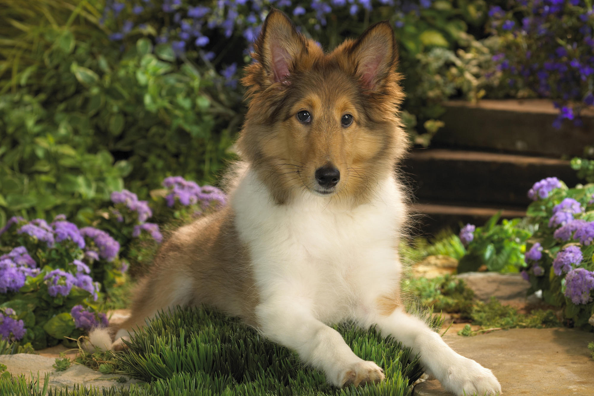 Shetland Sheepdog Wallpapers