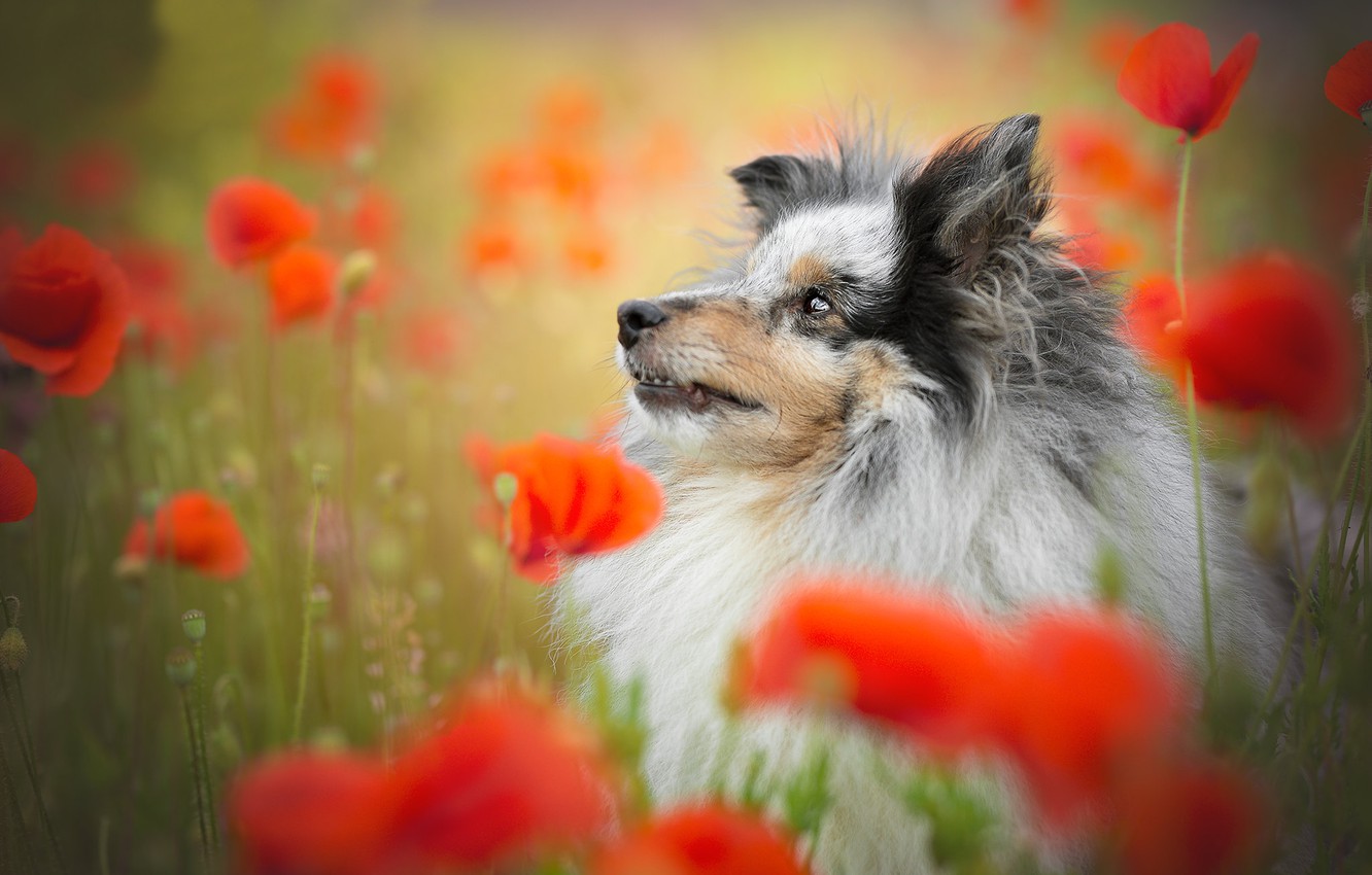 Shetland Sheepdog Wallpapers