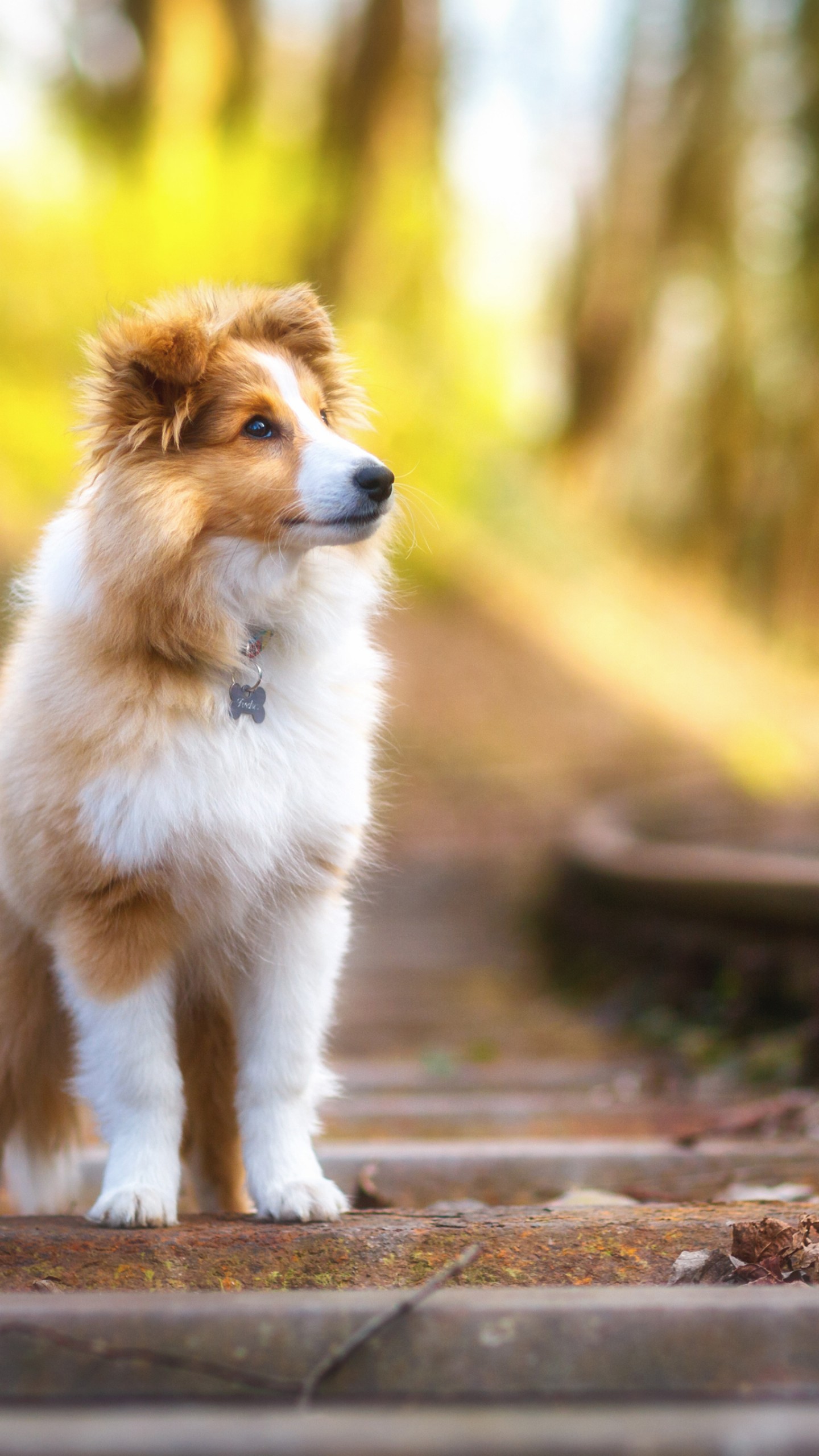 Shetland Sheepdog Wallpapers