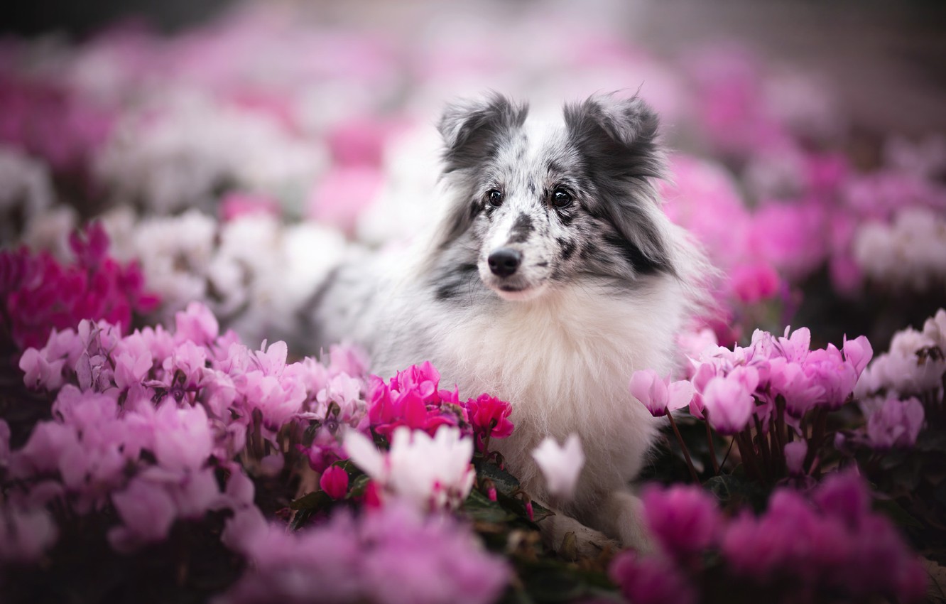 Shetland Sheepdog Wallpapers