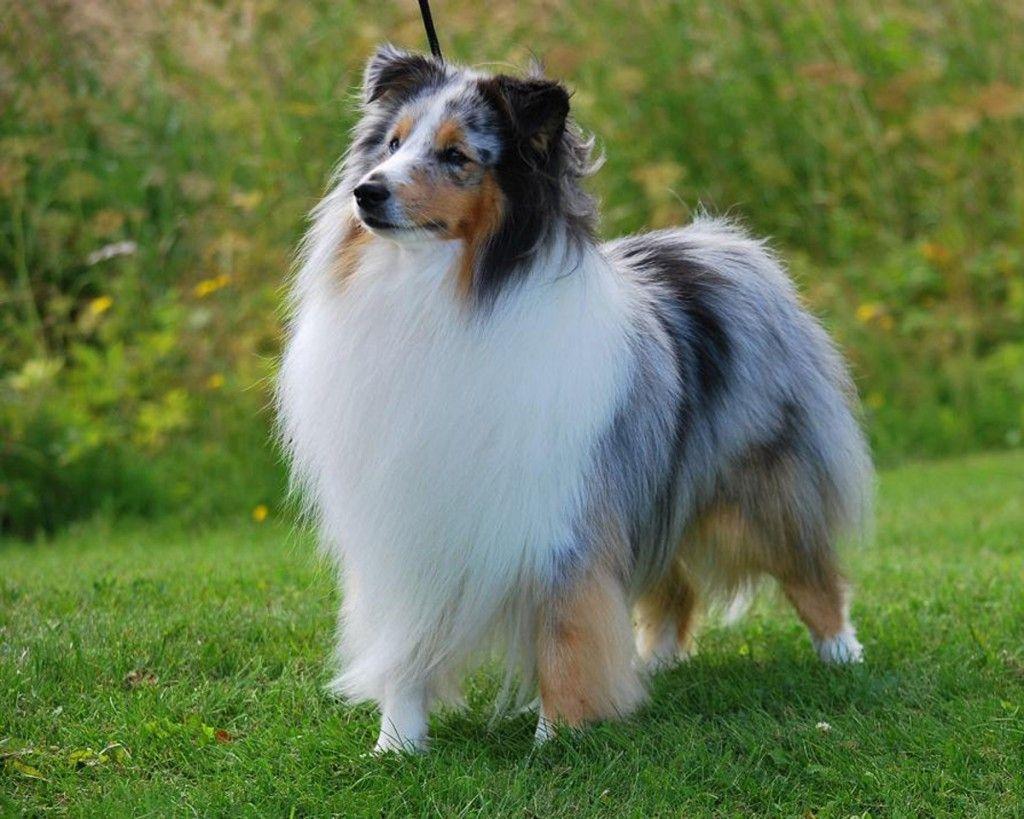 Shetland Sheepdog Wallpapers