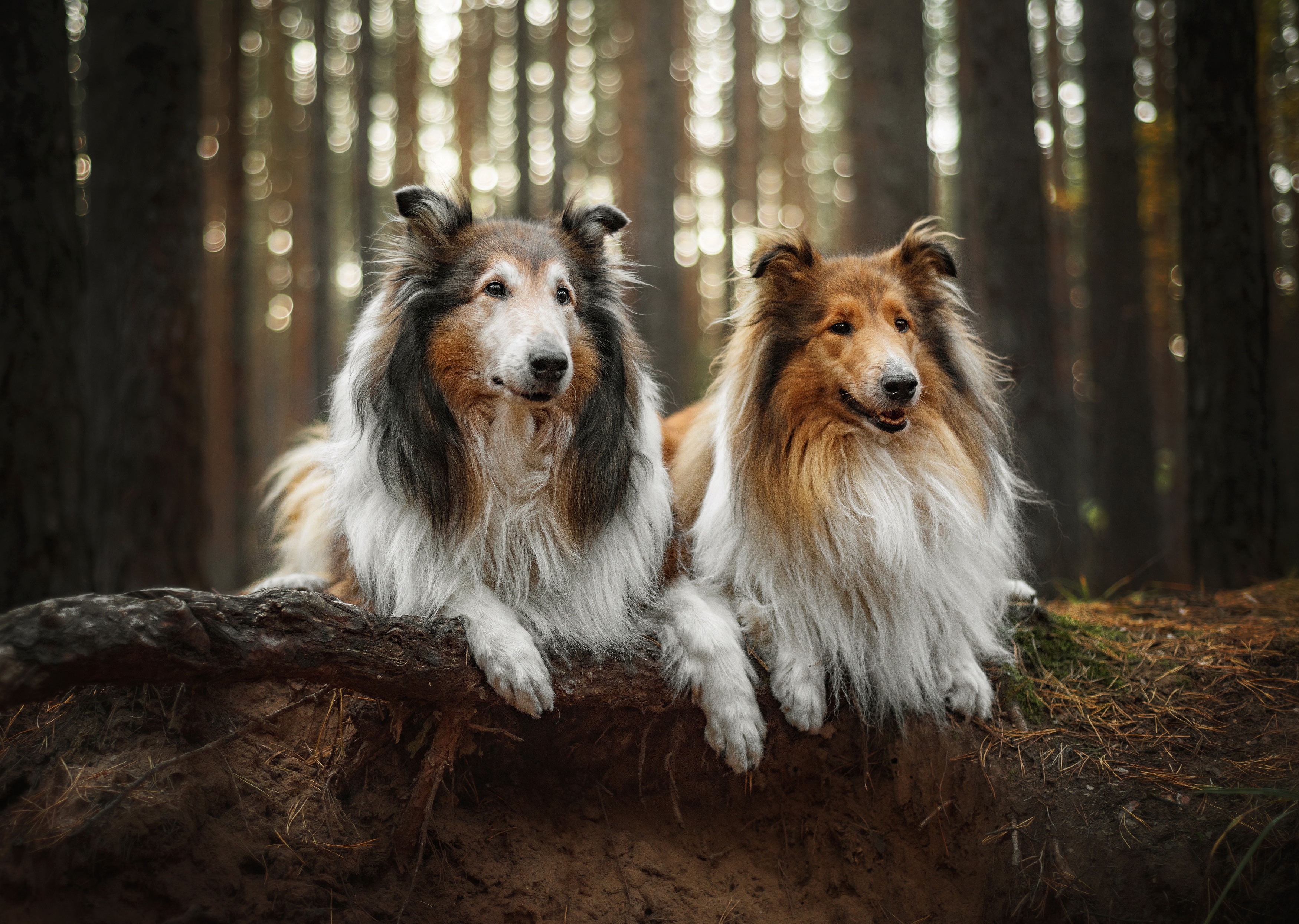 Shetland Sheepdog Wallpapers