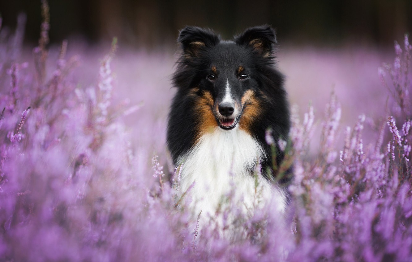 Shetland Sheepdog Wallpapers