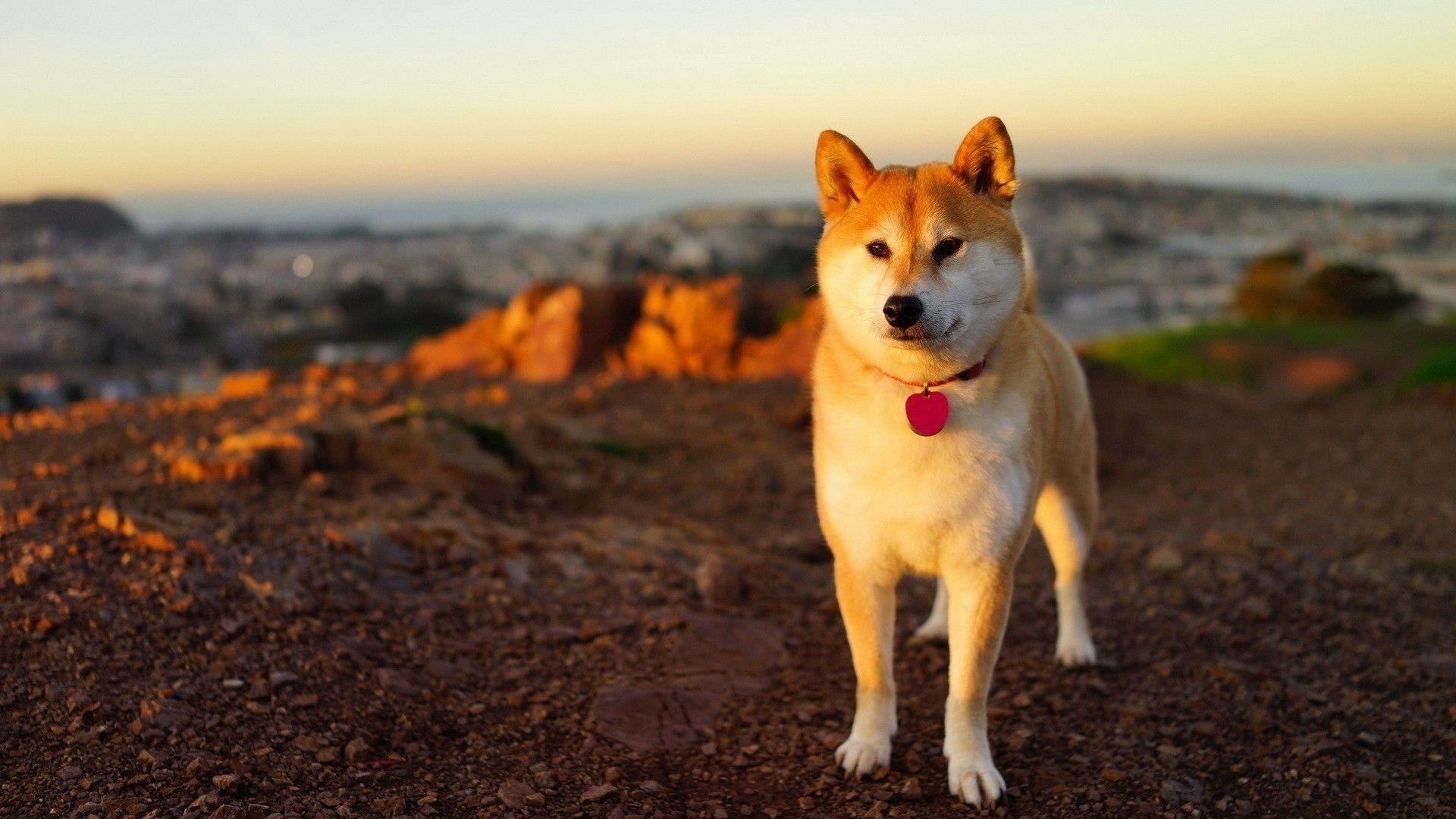 Shiba Inu Wallpapers