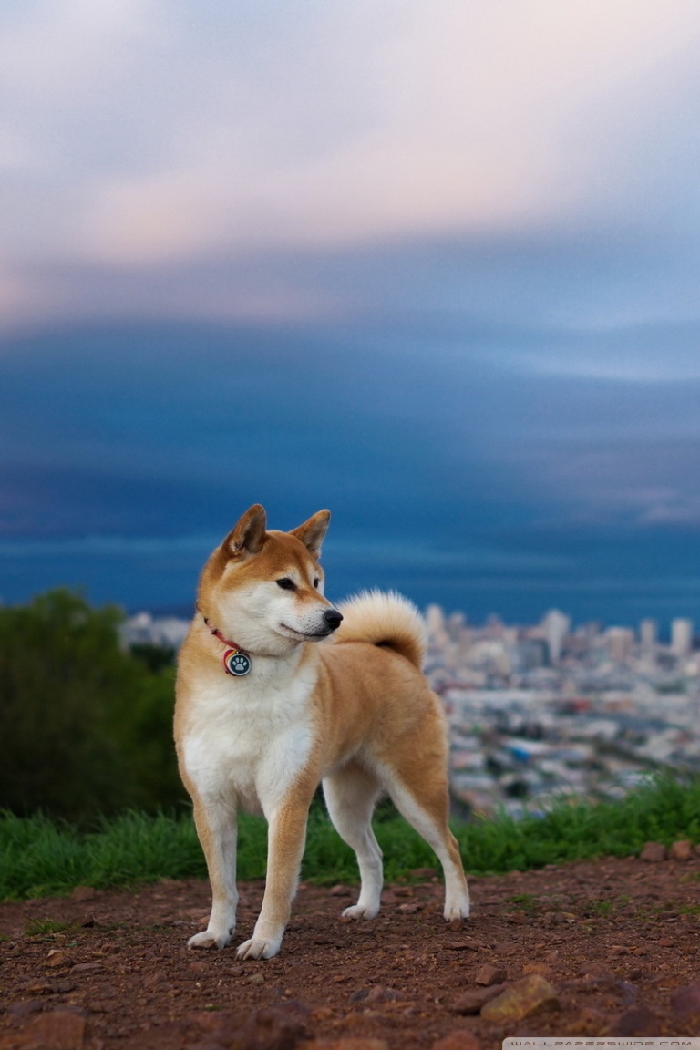 Shiba Inu Wallpapers