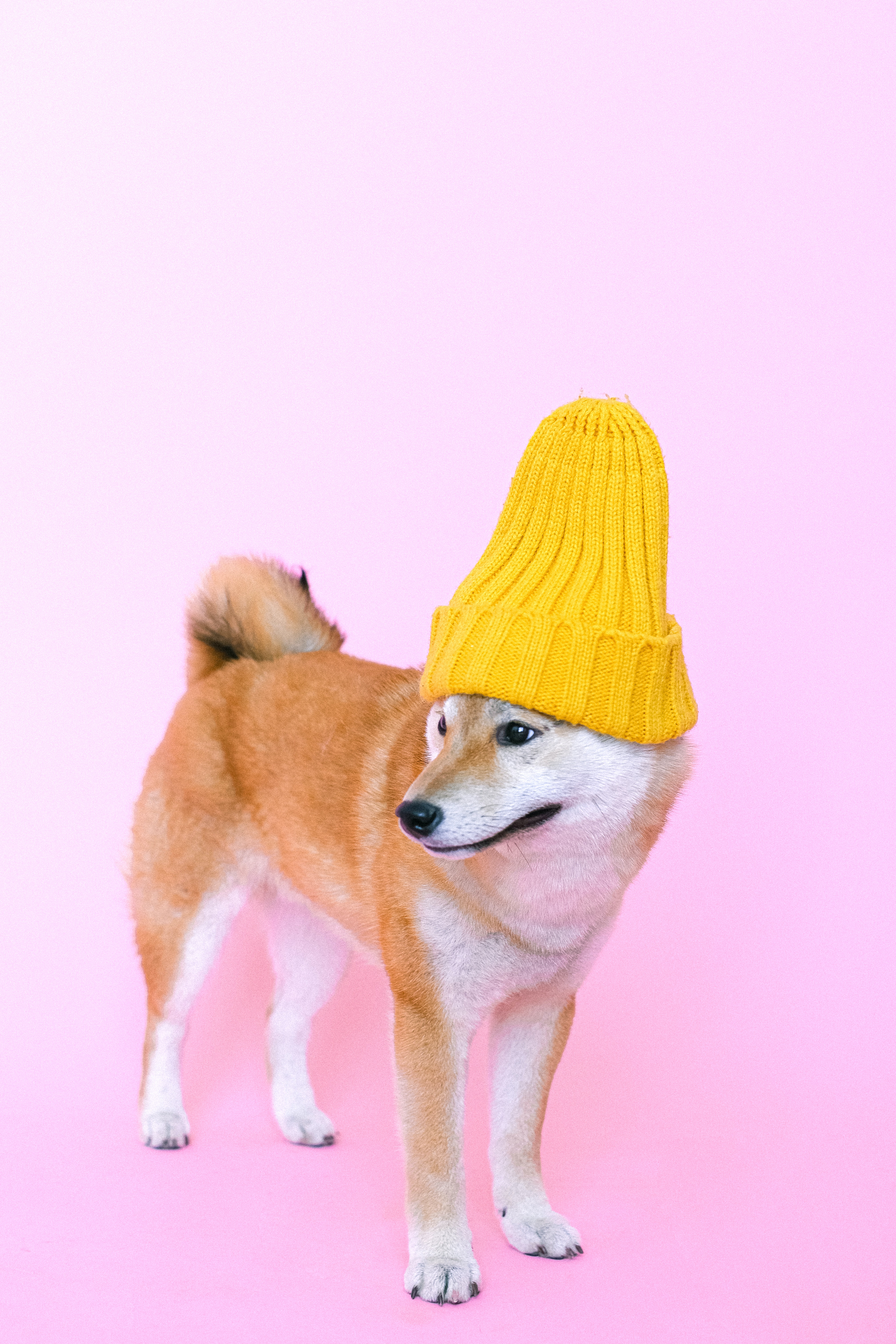 Shiba Inu Wallpapers