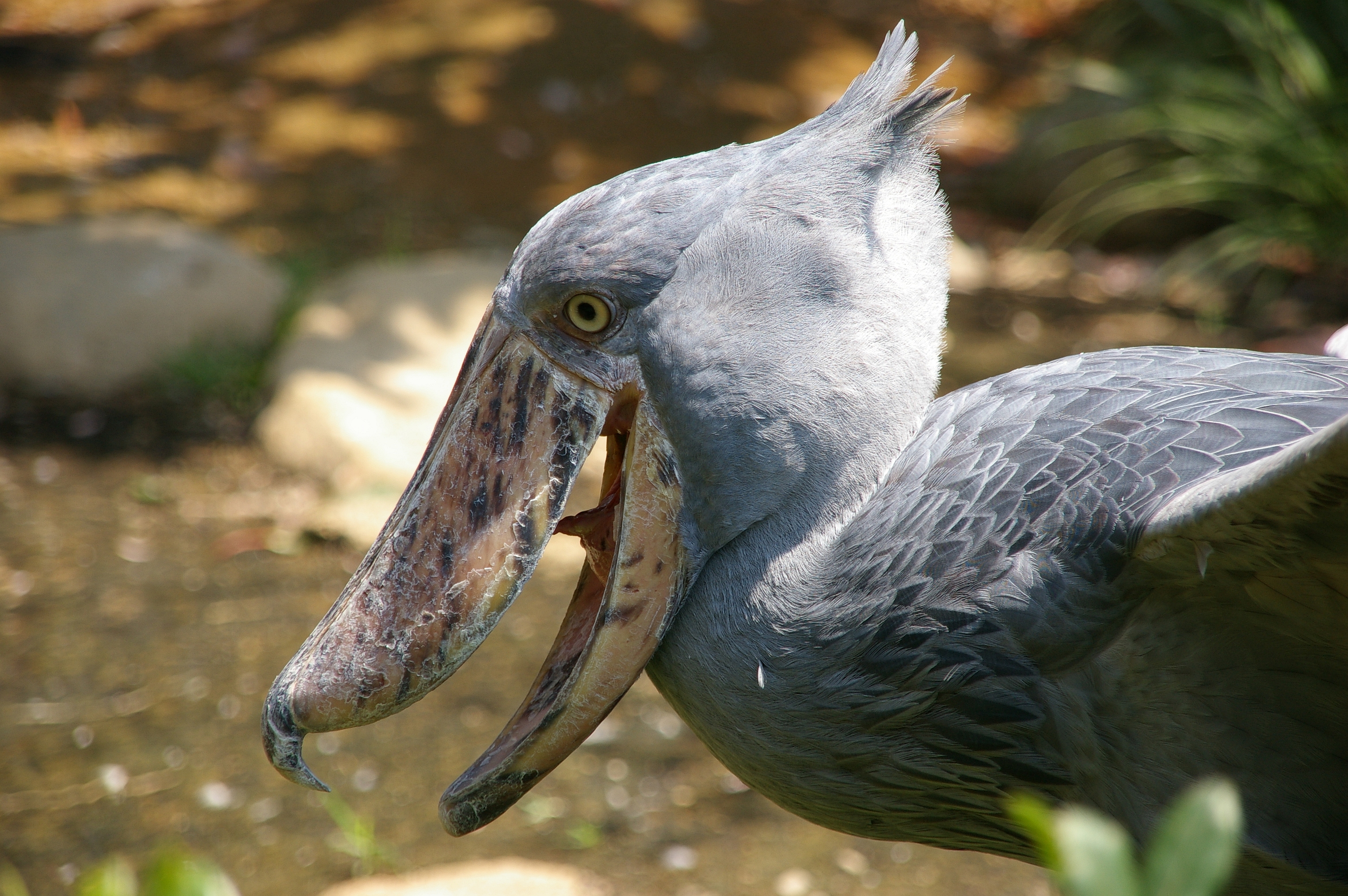 Shoebill Wallpapers