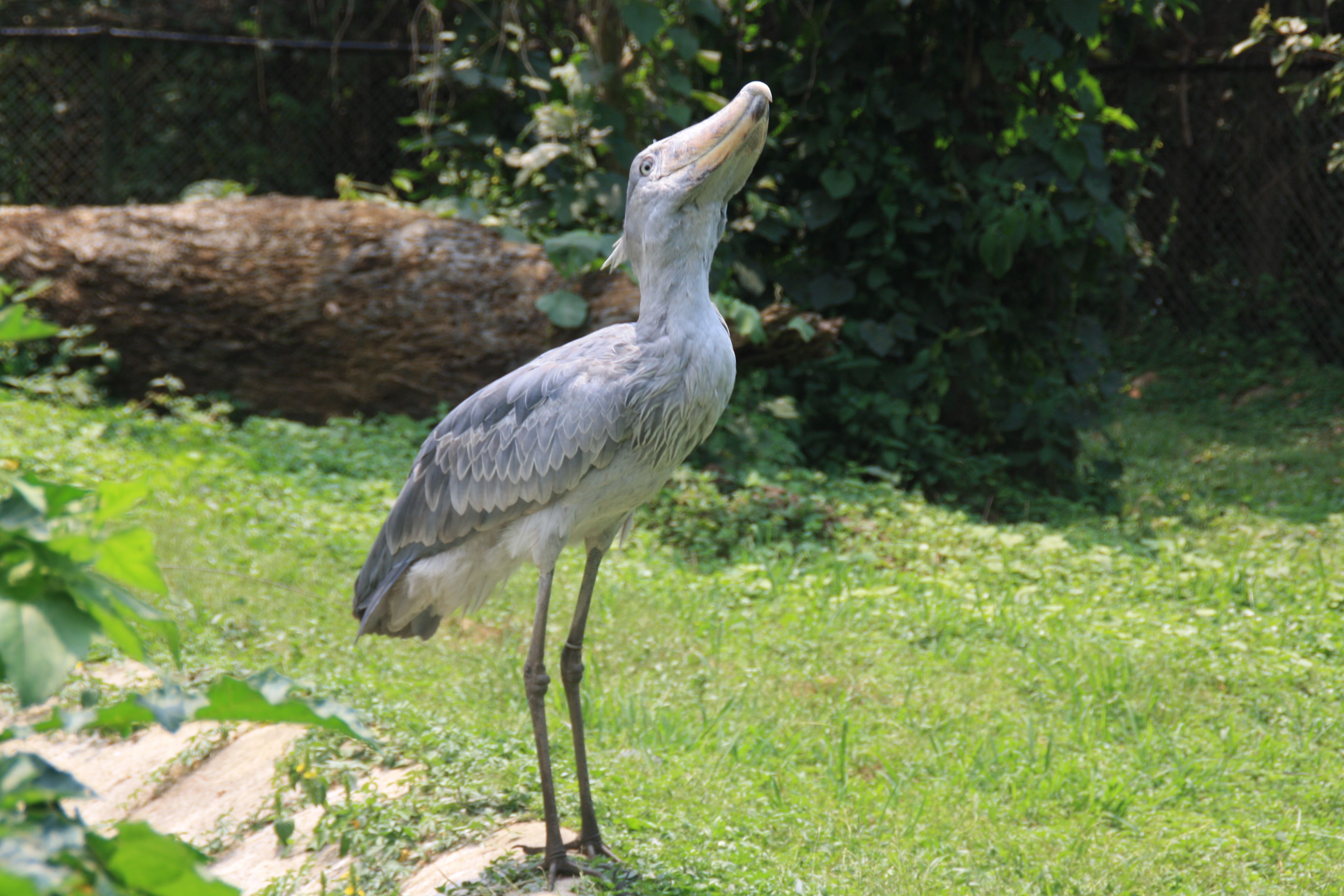 Shoebill Wallpapers