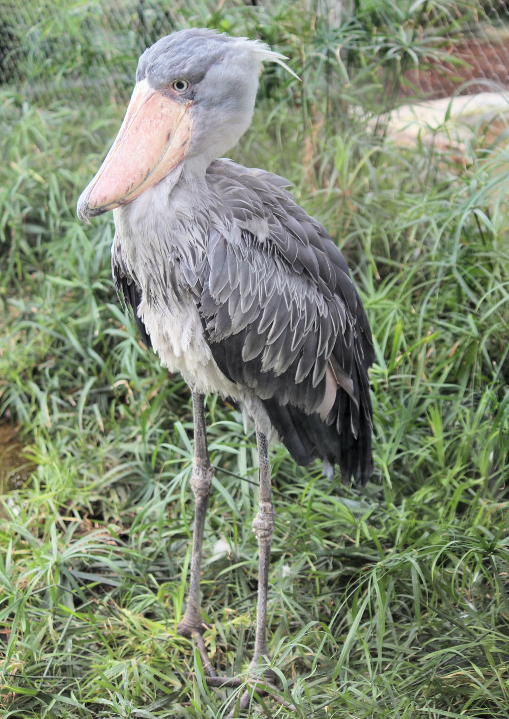 Shoebill Wallpapers