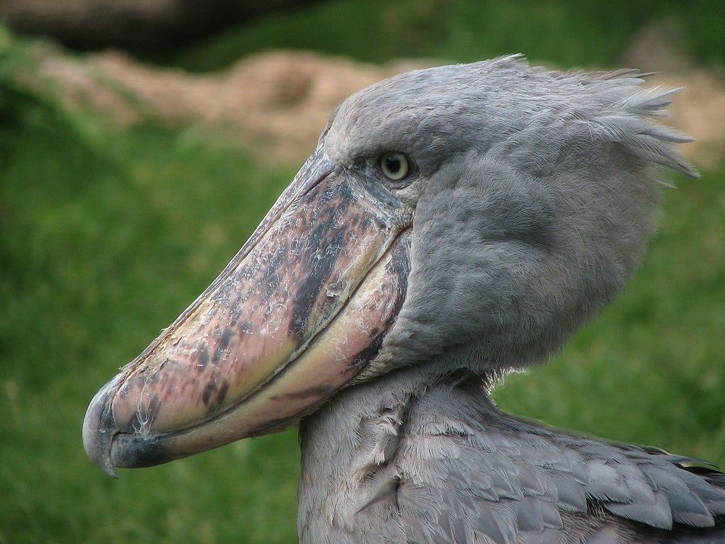 Shoebill Wallpapers