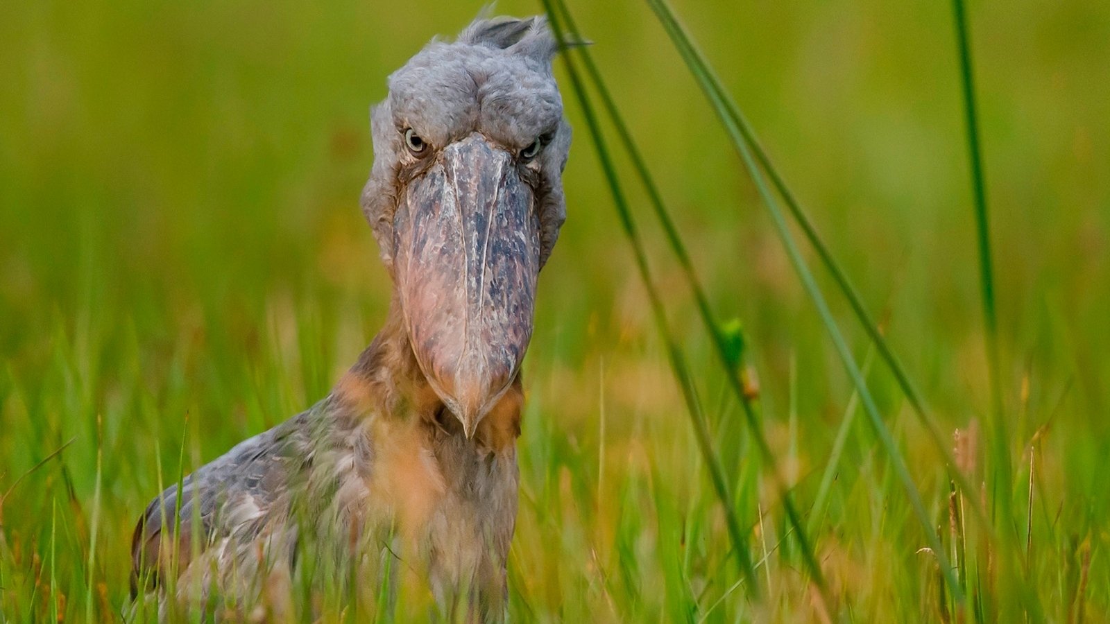 Shoebill Wallpapers