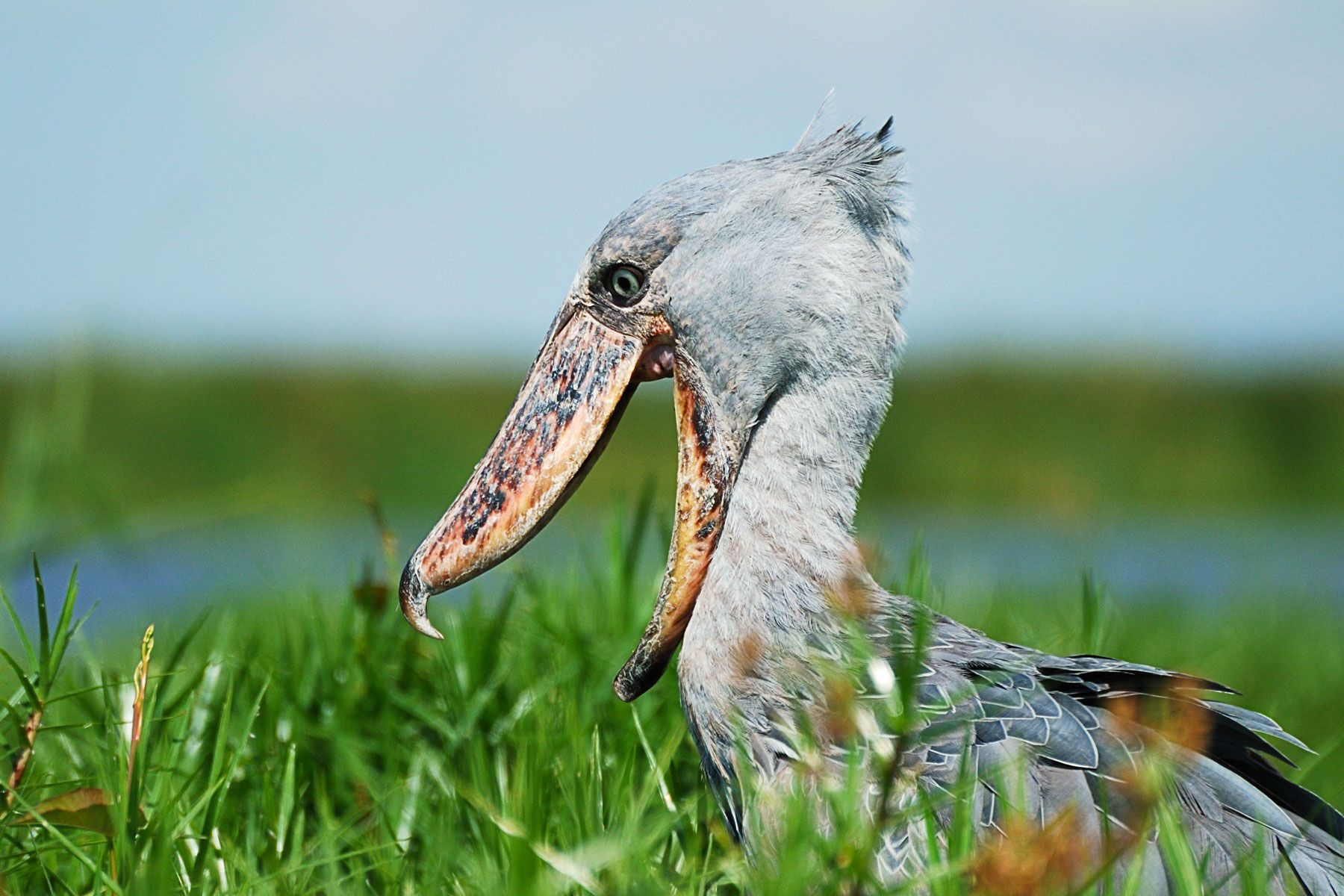 Shoebill Wallpapers