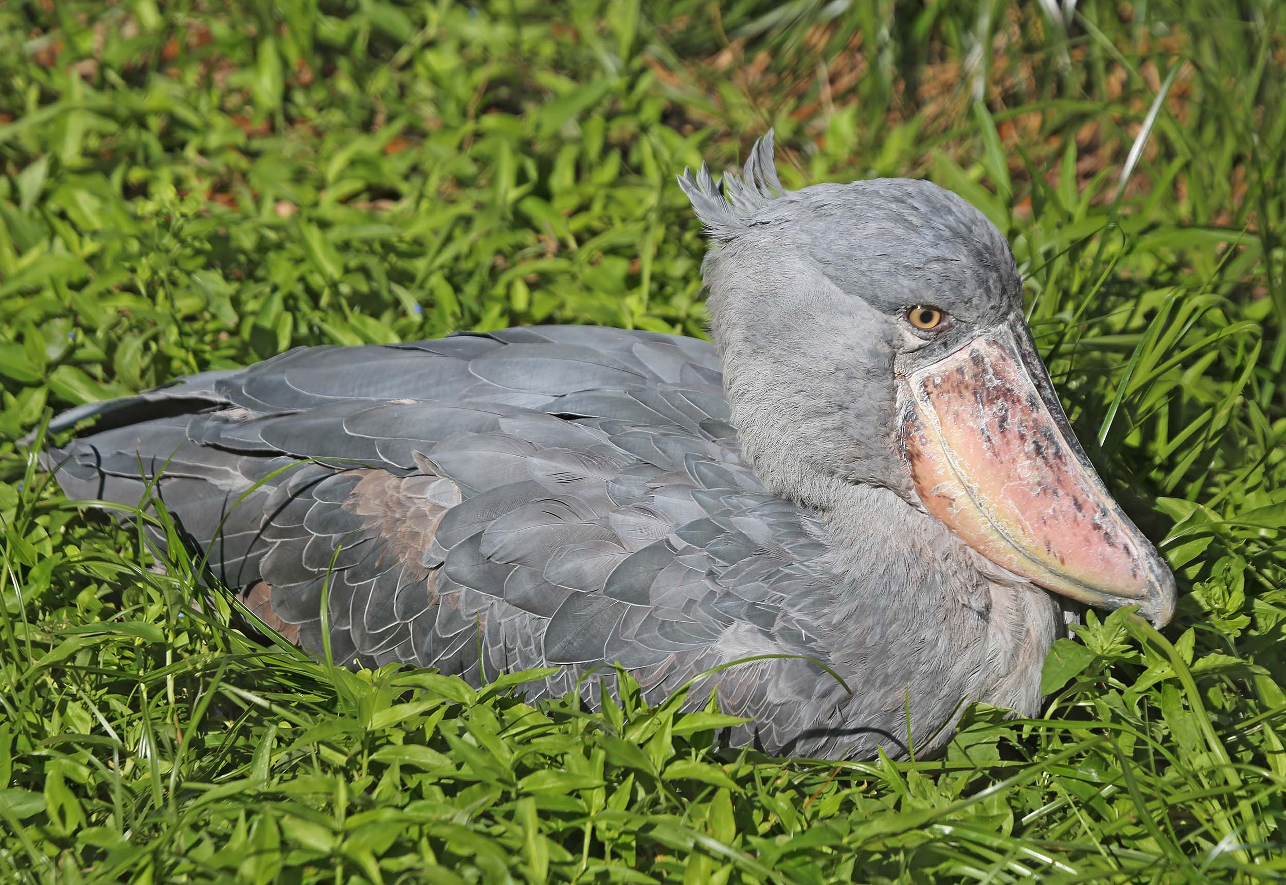 Shoebill Wallpapers