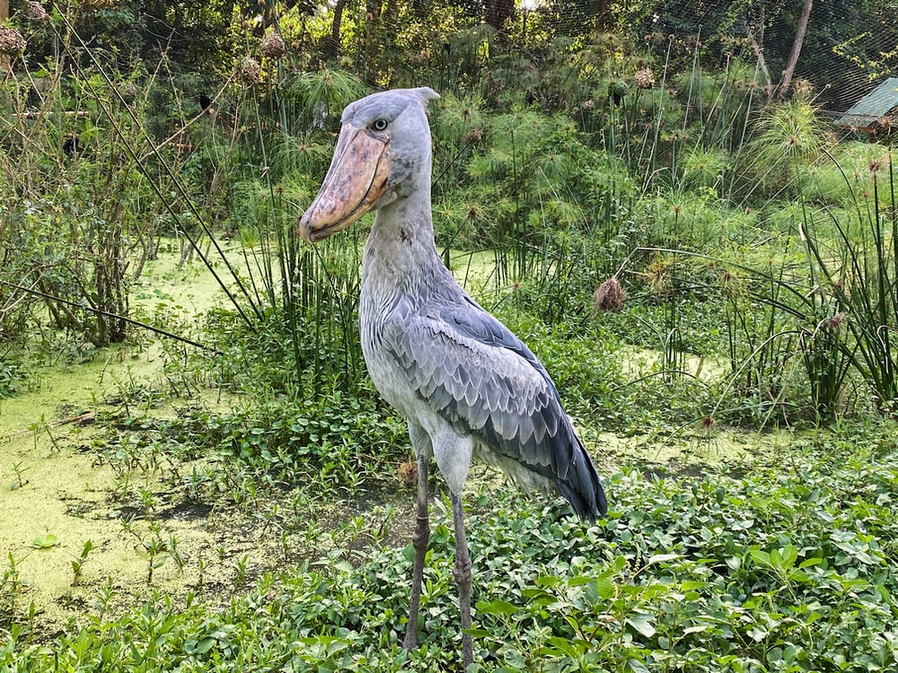 Shoebill Wallpapers