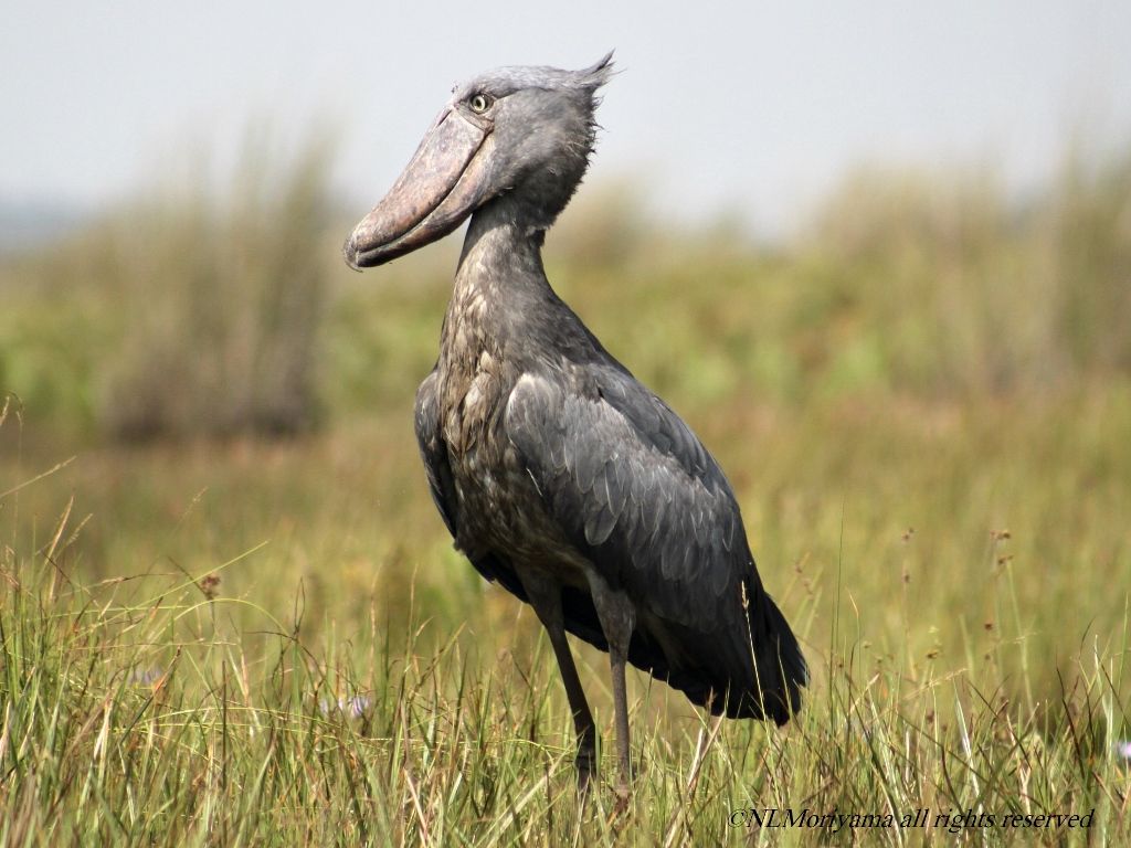 Shoebill Wallpapers