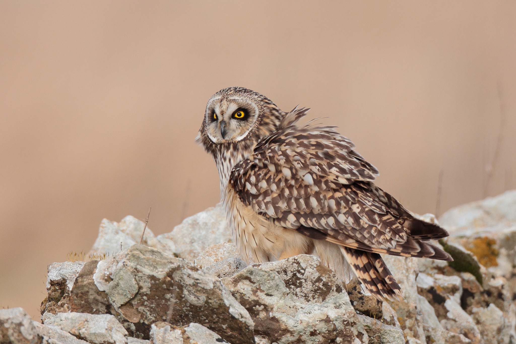 Short-Eared Owl Wallpapers