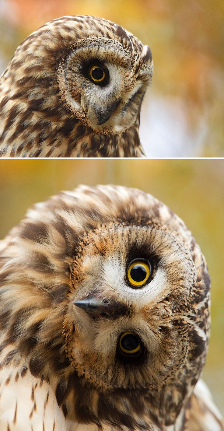 Short-Eared Owl Wallpapers