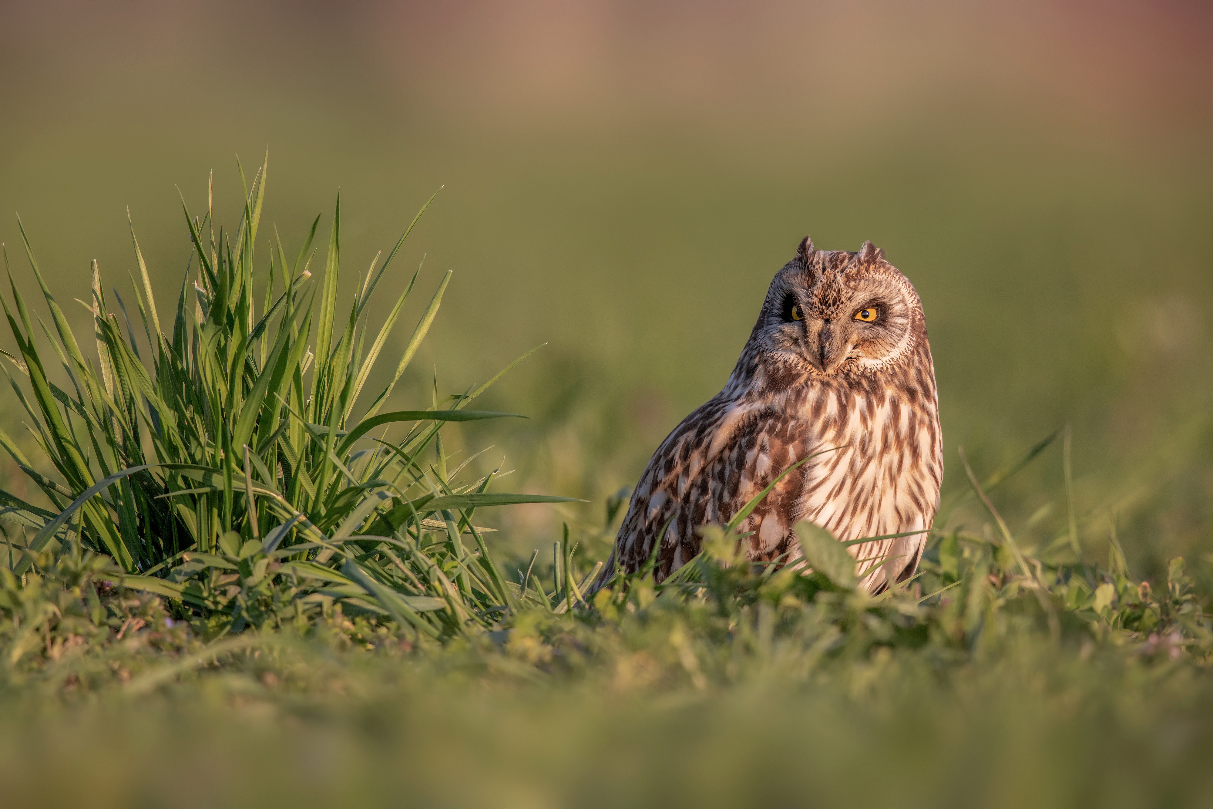 Short-Eared Owl Wallpapers