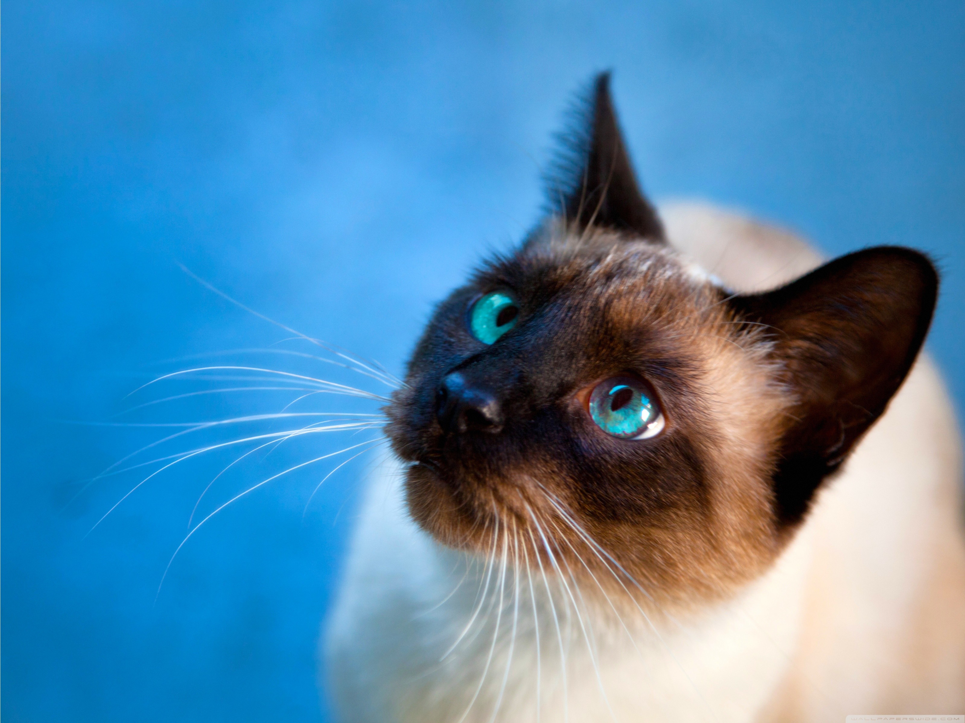 Siamese Cat Wallpapers