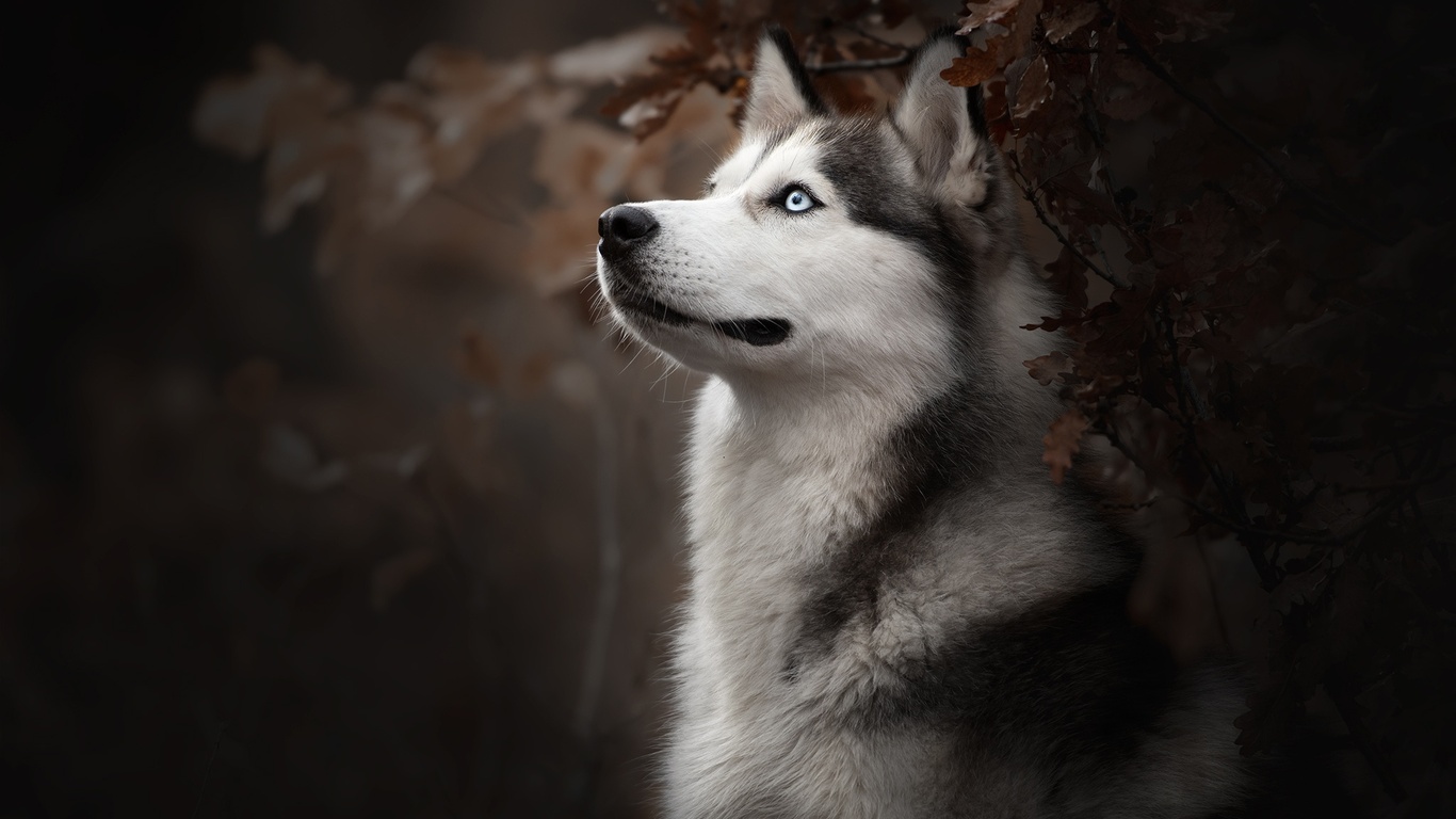 Siberian Husky Wallpapers