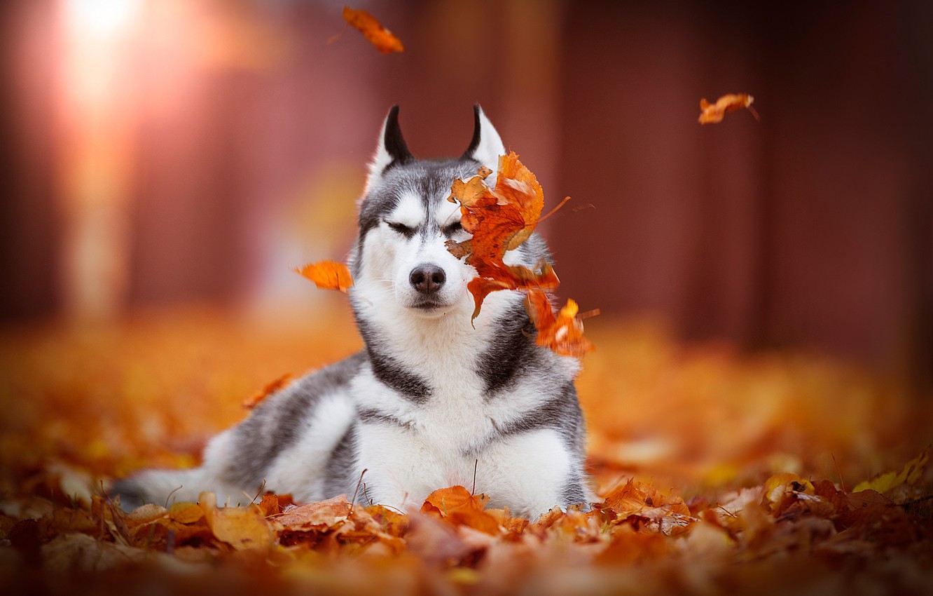 Siberian Husky Wallpapers