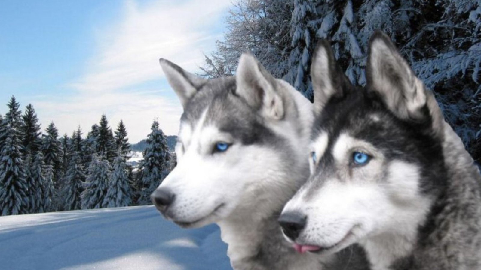 Siberian Husky Wallpapers