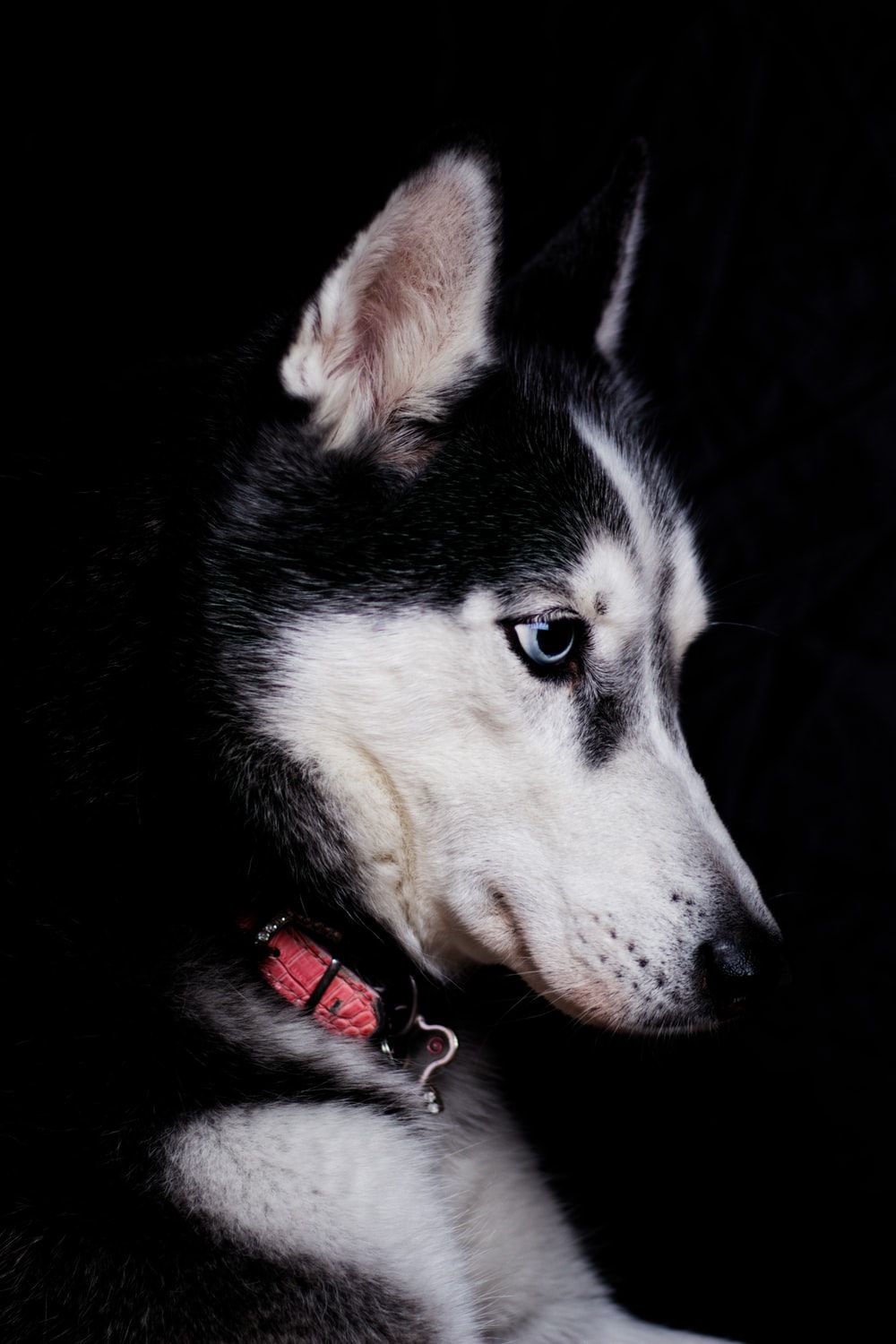 Siberian Husky Wallpapers