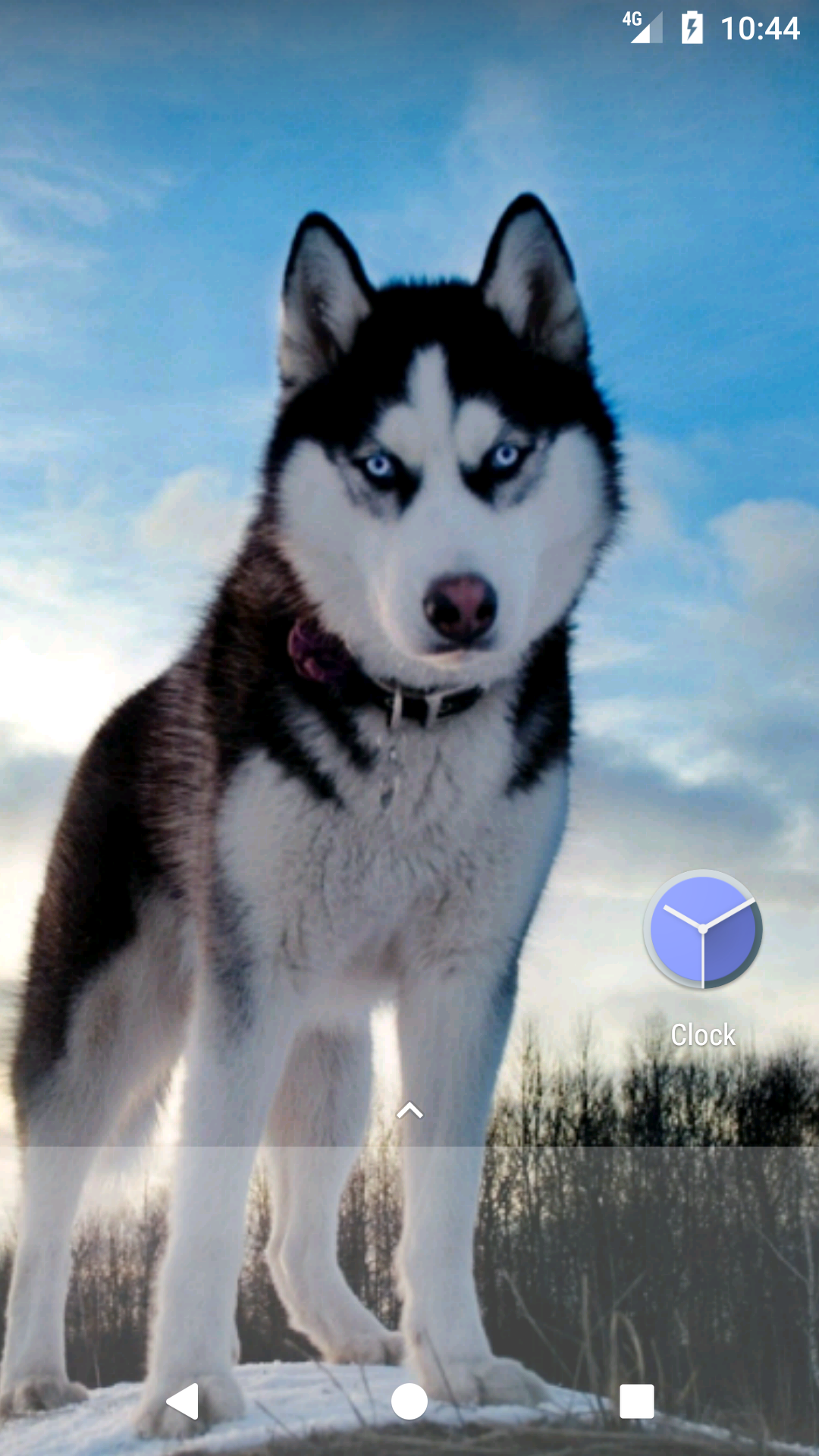 Siberian Husky Wallpapers