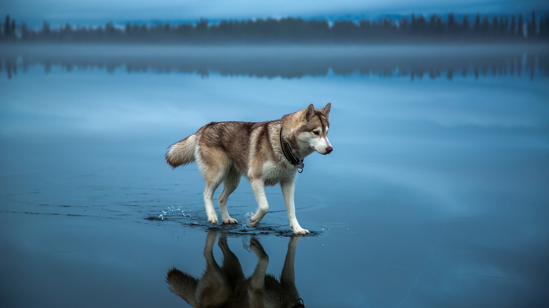 Siberian Husky Wallpapers