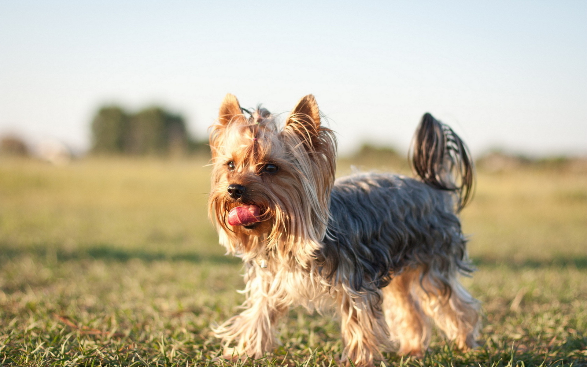 Silky Terrier Wallpapers