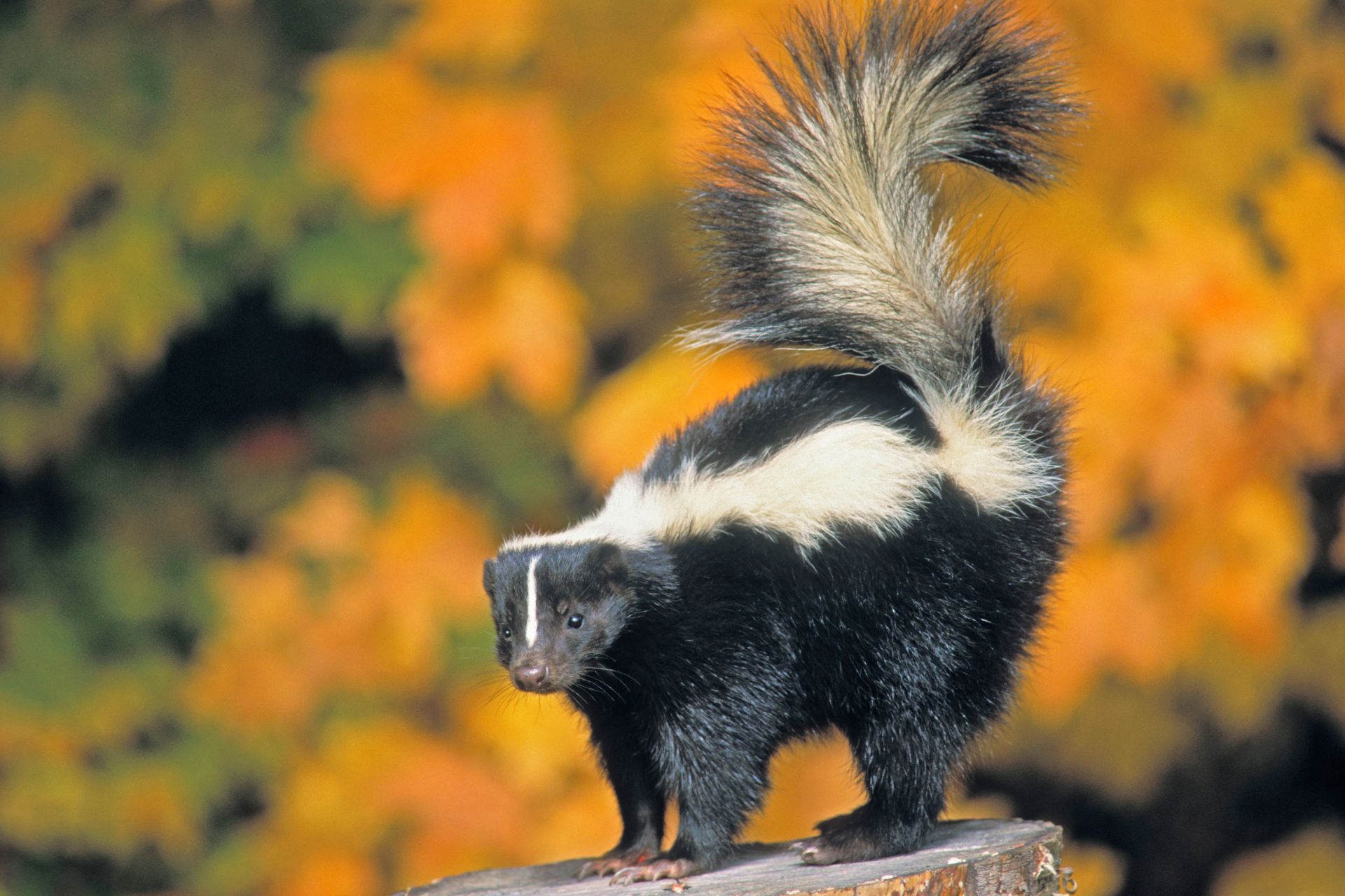 Skunks Wallpapers