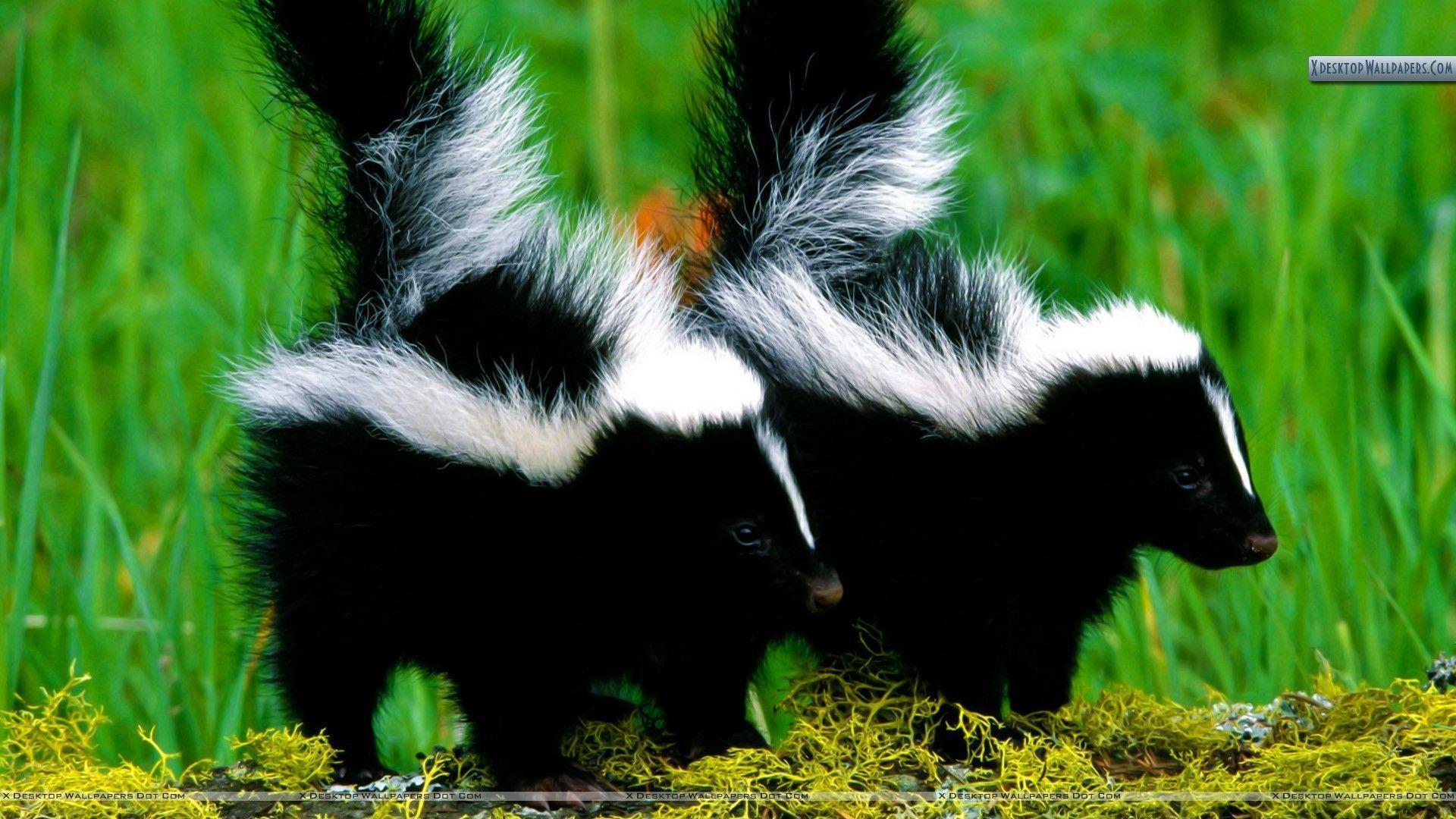 Skunks Wallpapers