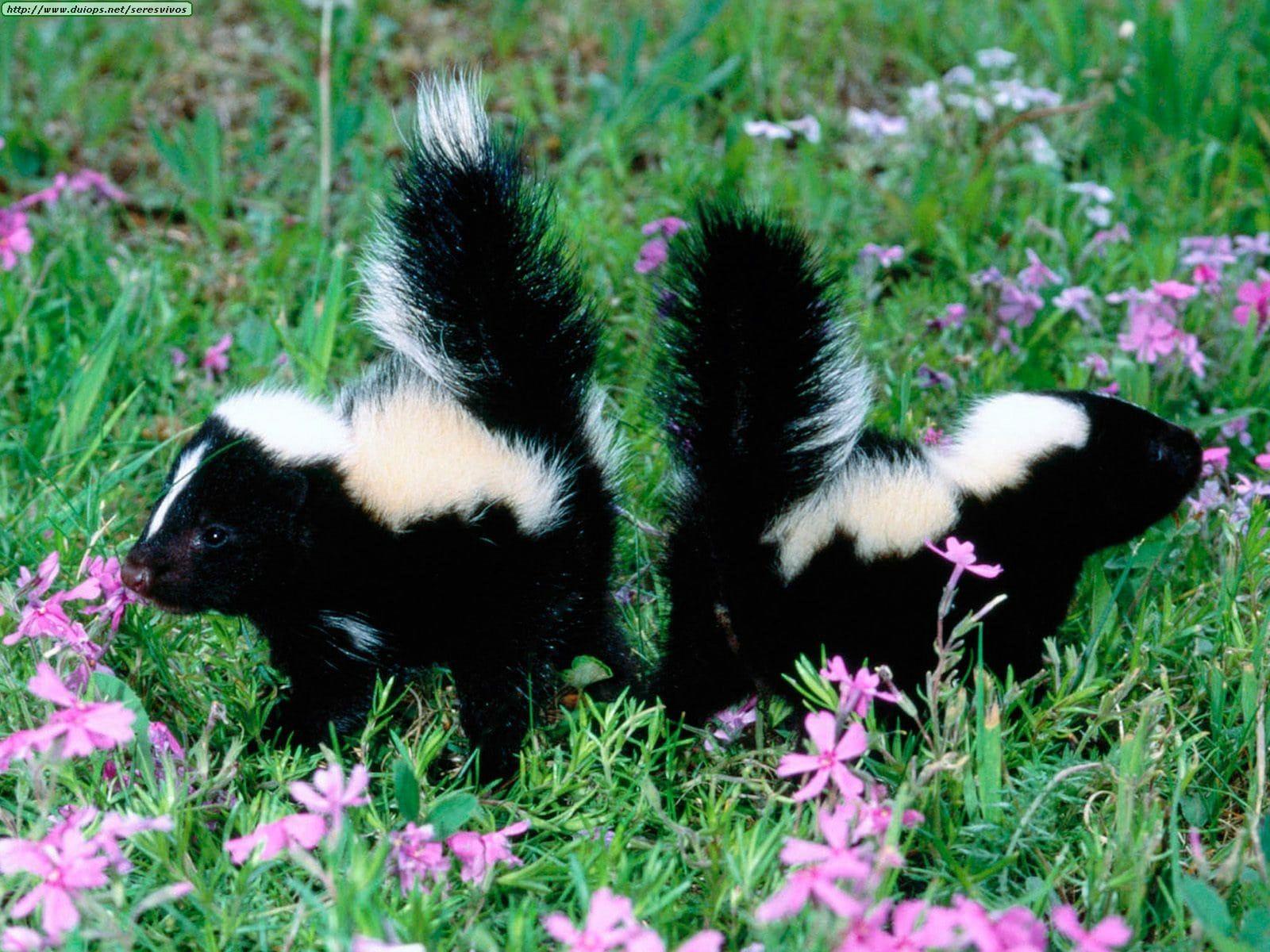 Skunks Wallpapers